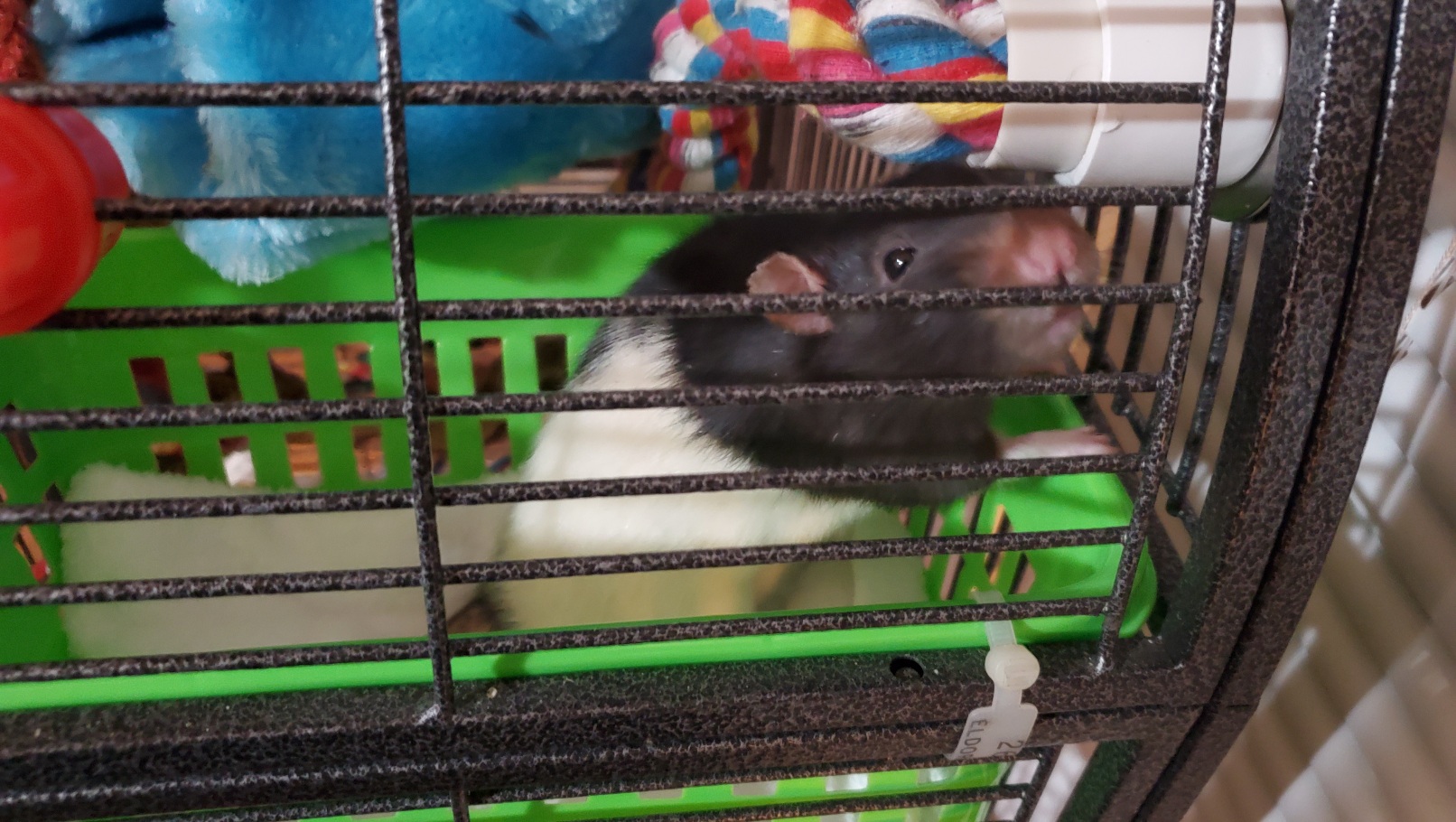 Bird To Rat Cage Morph - Mr Nibbles Found A Home