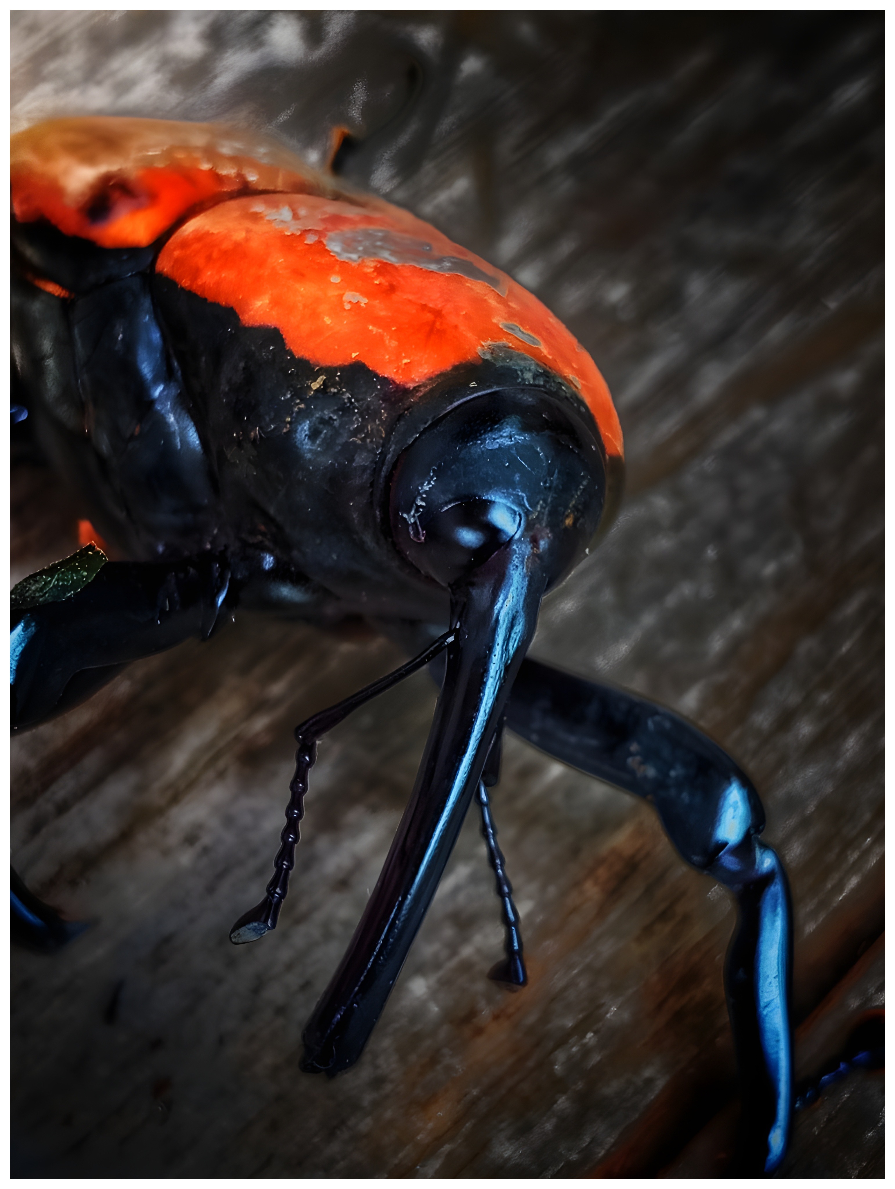 Types of Snout Weevils