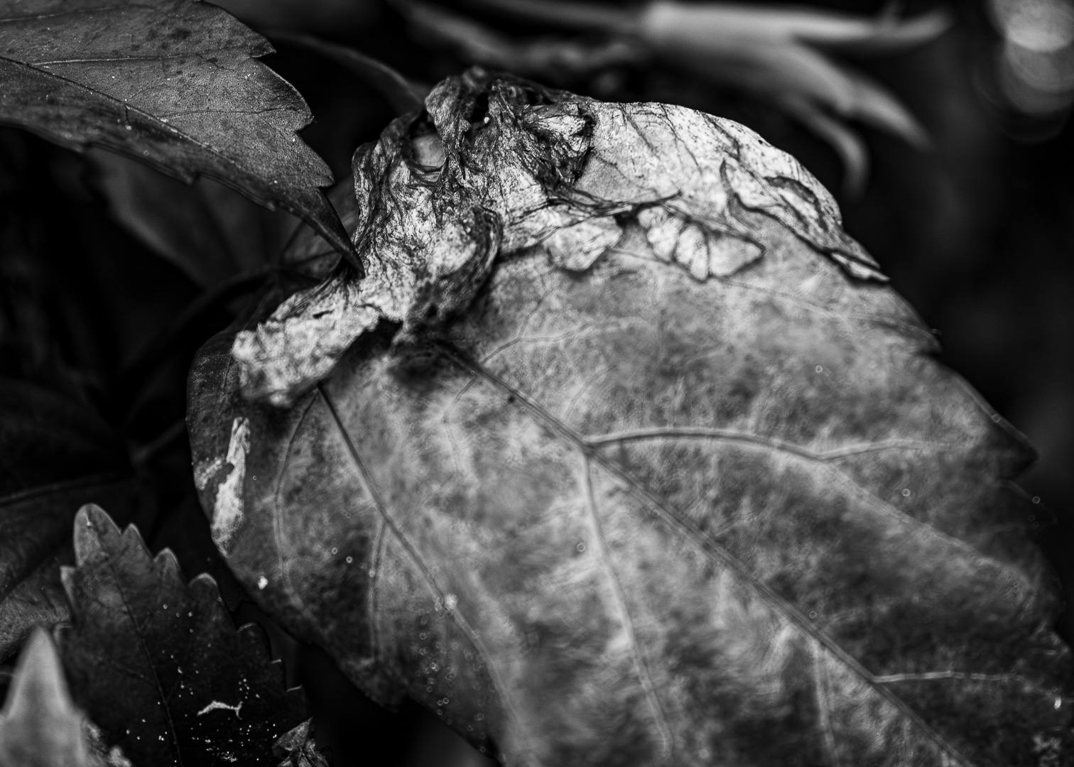 The hummingbird / Monomad Challenge [Eng/Esp]