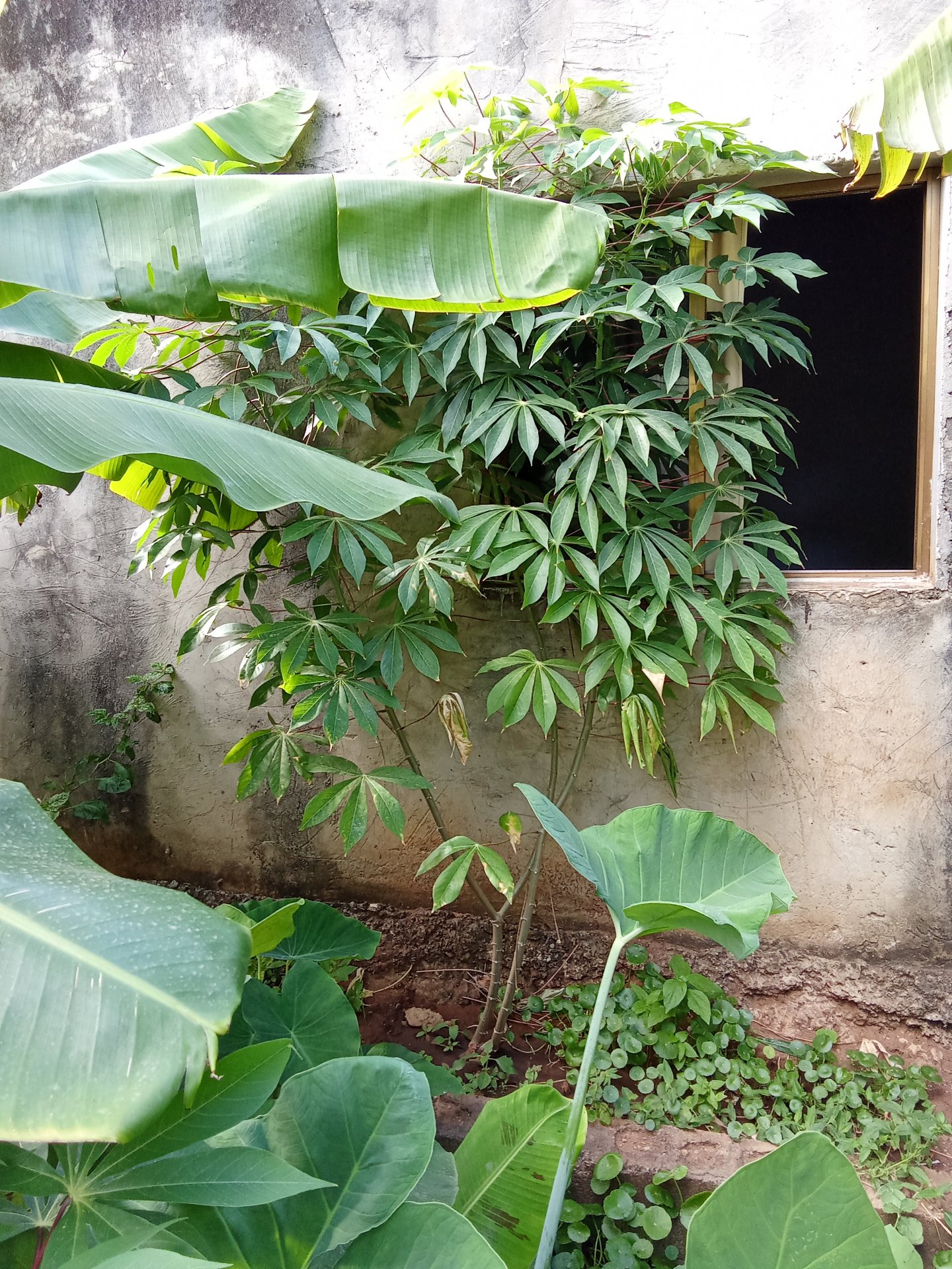 The #GardenJournal Challenge "February Monthly"