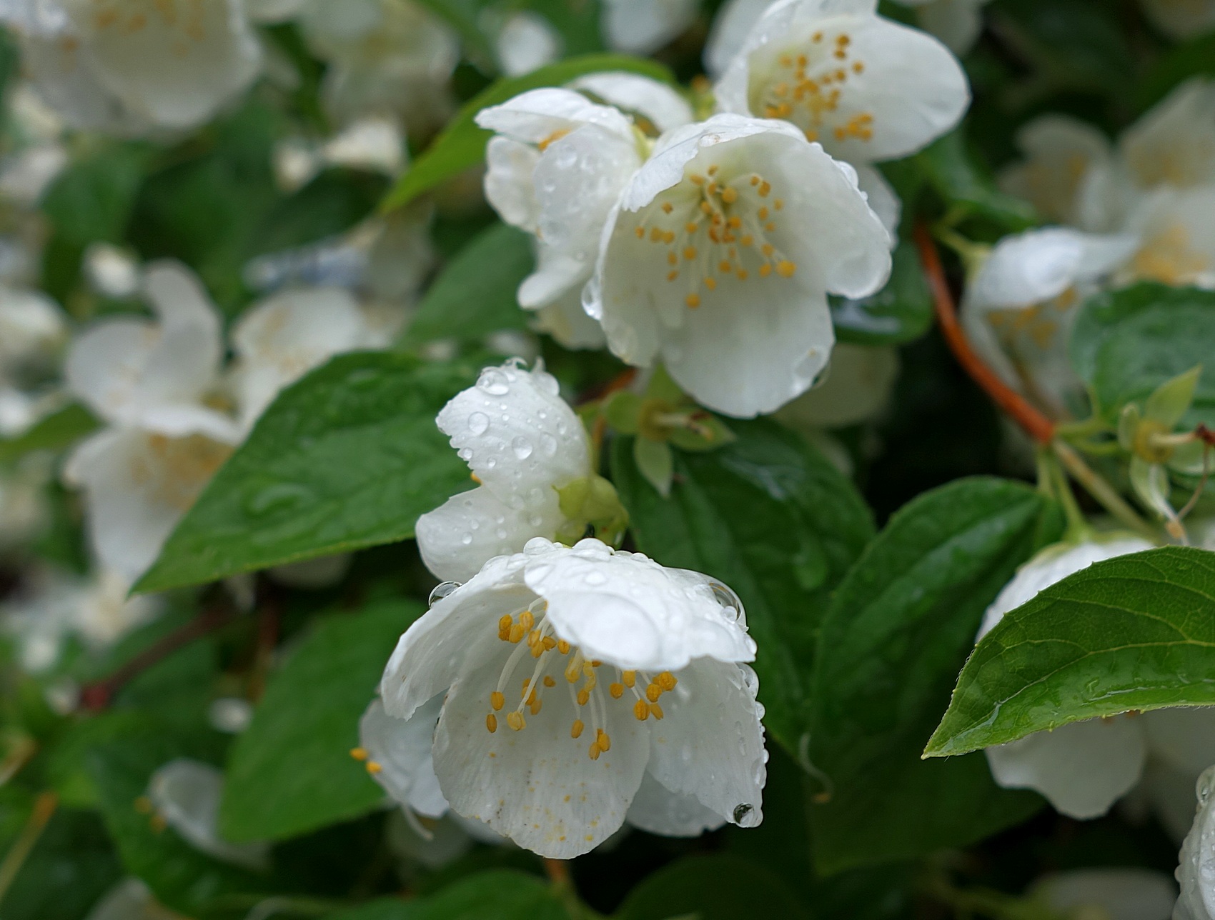 PhotoFeed Contest - Macro Photography Round 147. Чубушник под дождём - Mock orange in the rain