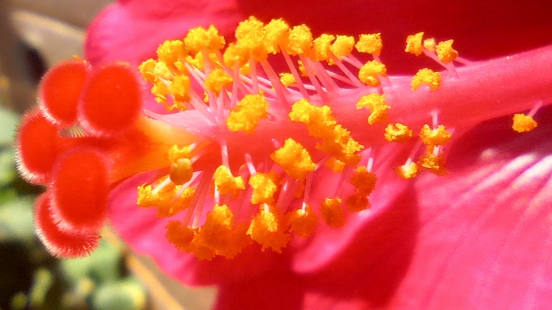 PhotoFeed Contest - a closer look at మందారం 🌺 hibiscus stamen