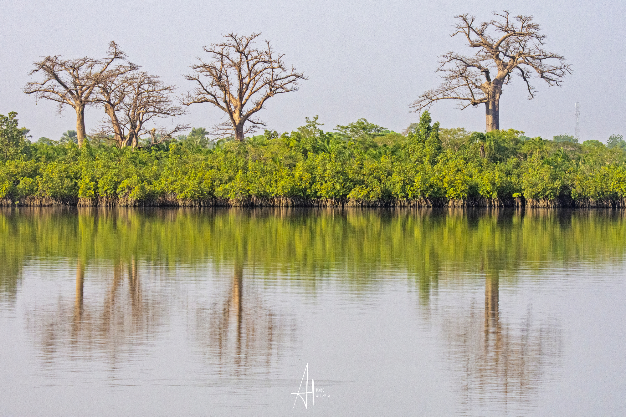 NATURE : BAOBABS FROM GAMBIA