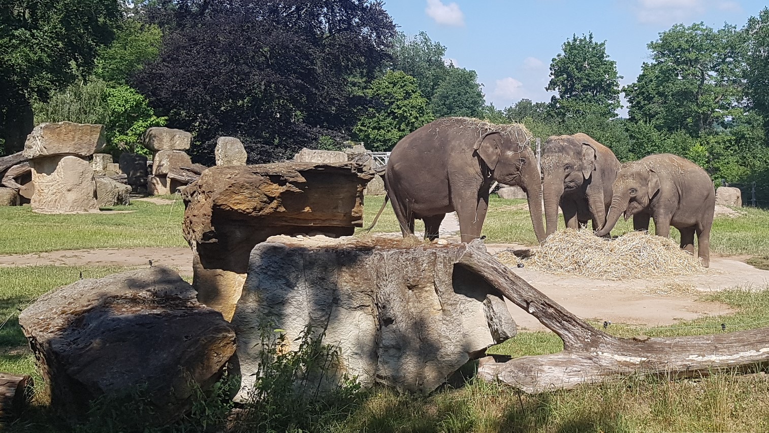 Animals in the ZOO, Elephants I