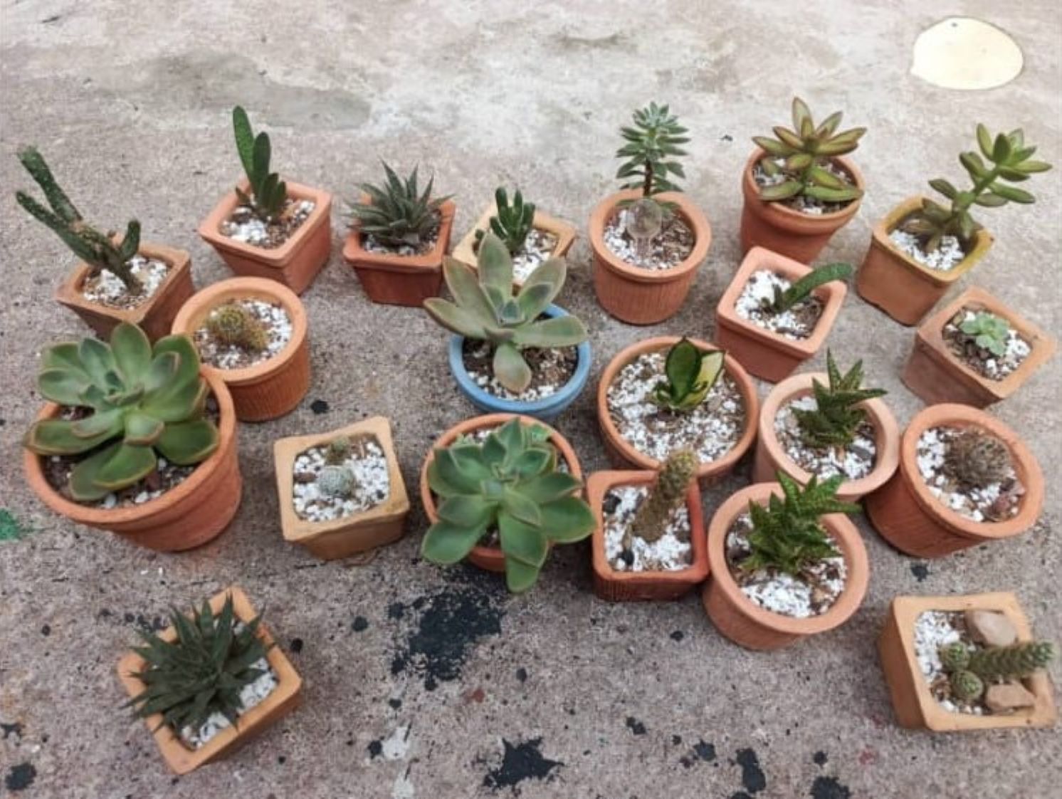 [Esp./Eng.]   Cuando el Bienestar Olvida la Coherencia.   ||   When Well-being Forgets Consistency.