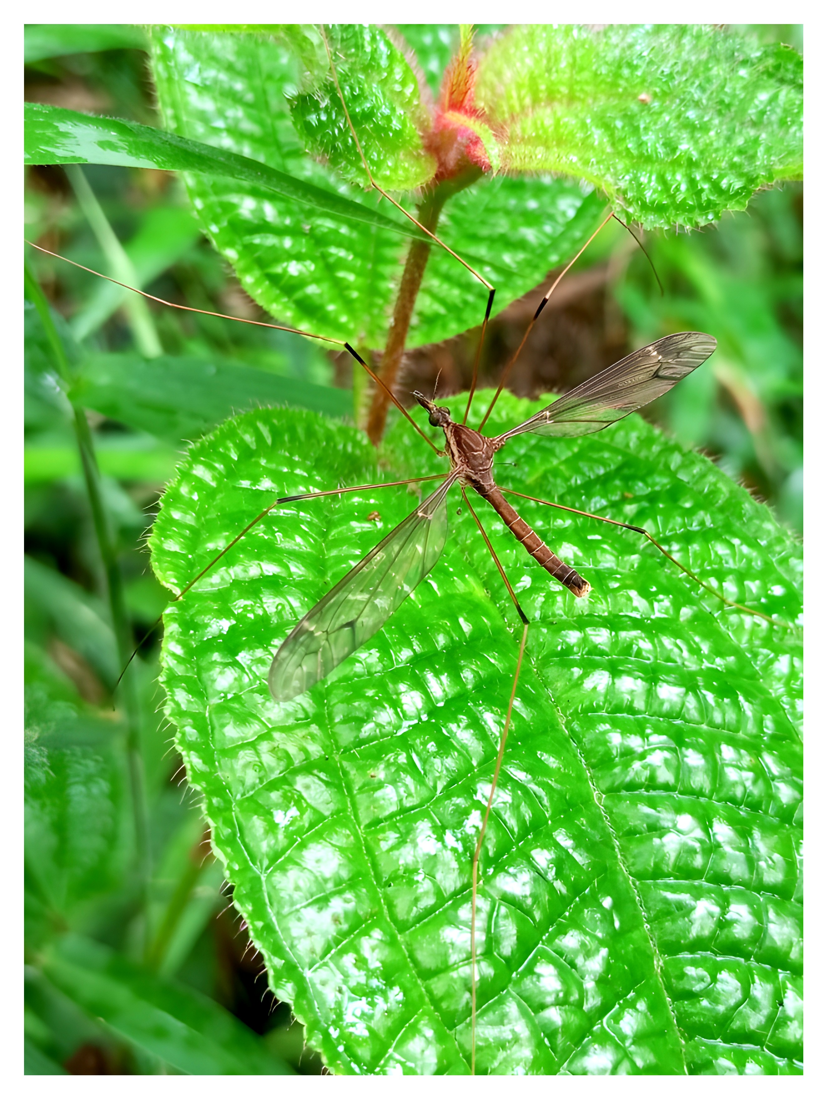 PhotoFeed Contest - Wildlife Photography Round 158