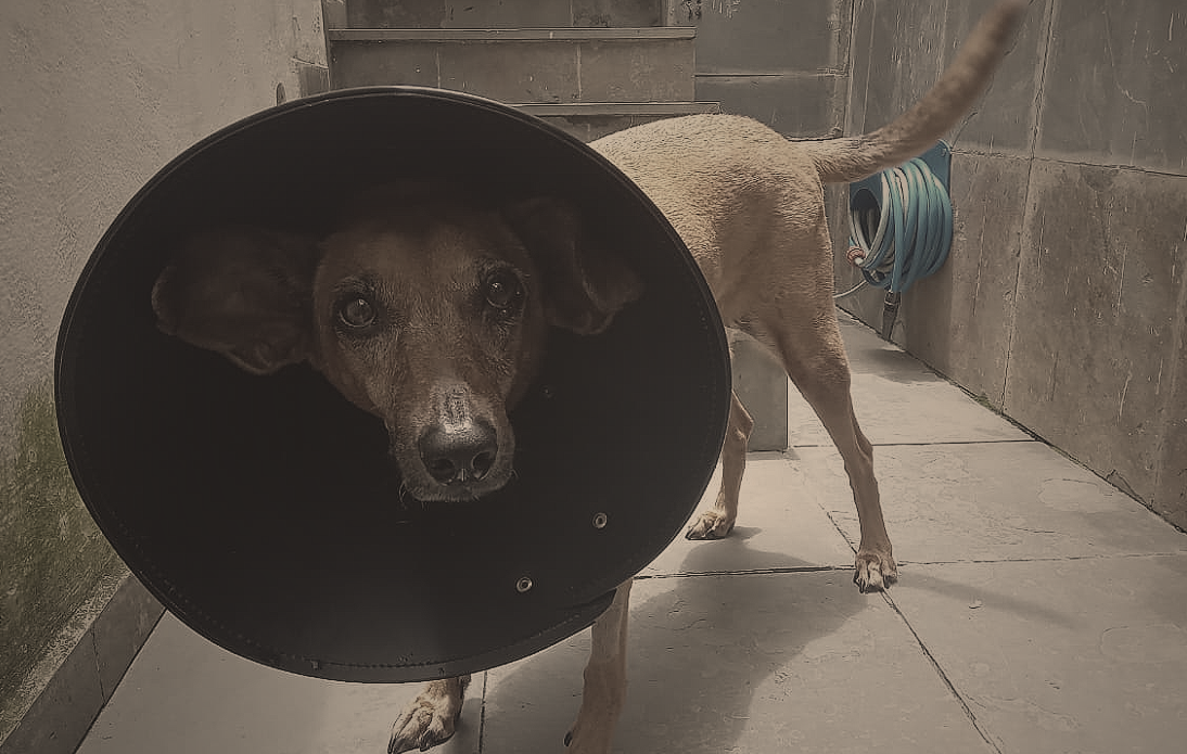 Satellite  Margot [EN/PT]