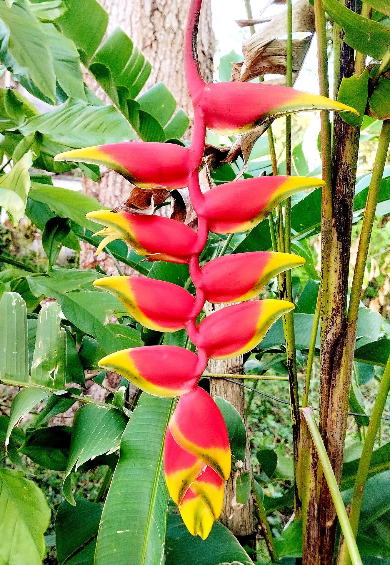 Good omen in a flower [Eng/Esp] 
