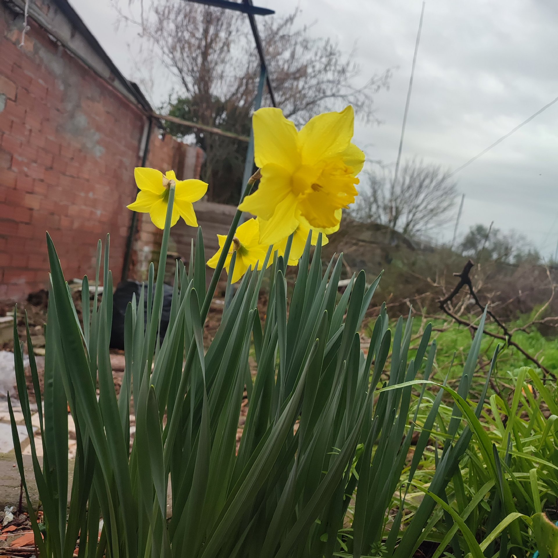 Daffodils blooming amidst the mess and a delicious meal cooked by my sweet stepdaughter ❤️.(ENG/ESP)