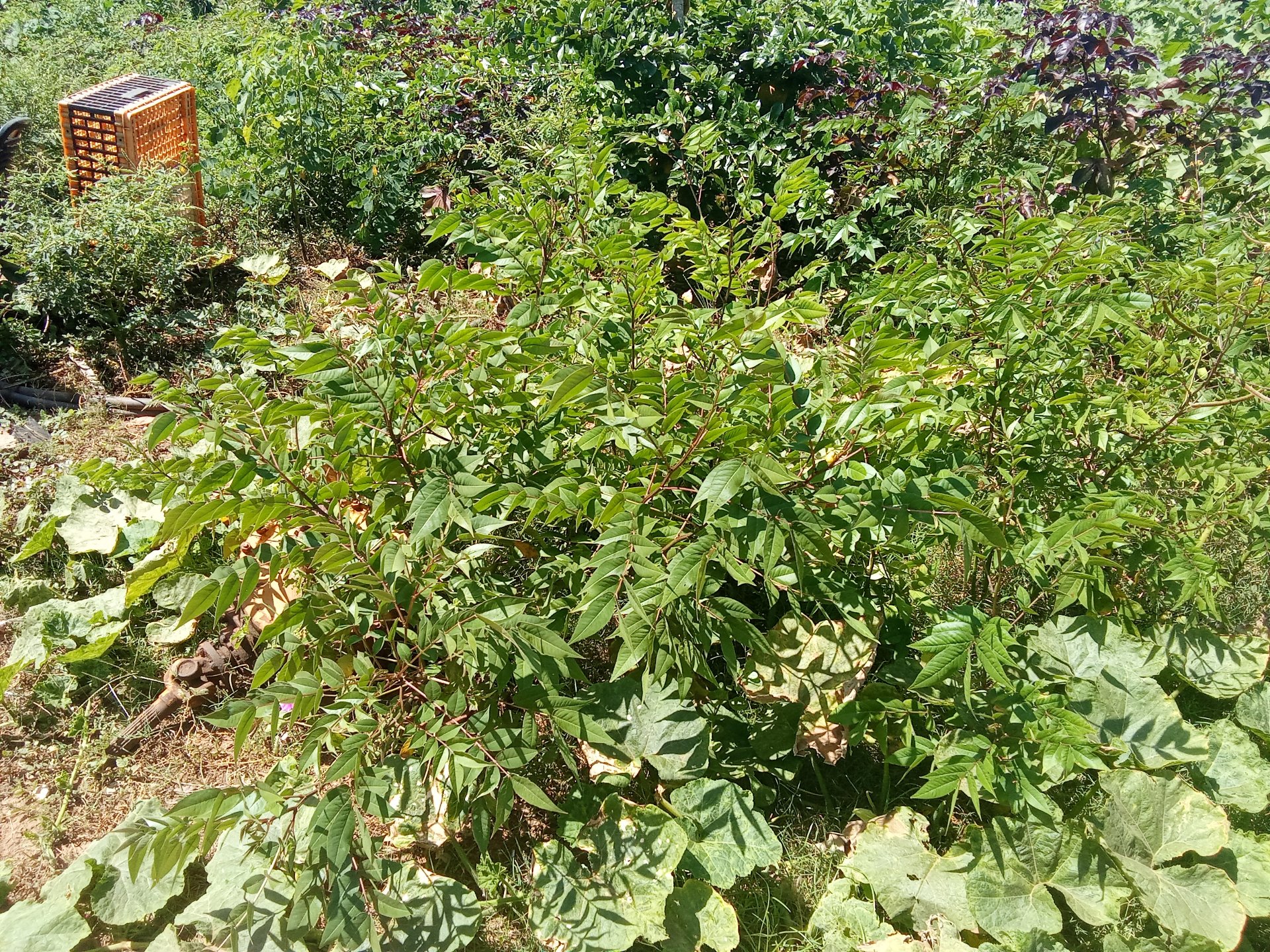 Conociendo un poco de las plantas con las cuáles podemos tratar nuestra salud de forma natural// Learning a little about the plants with which we can treat our health naturally (AN)