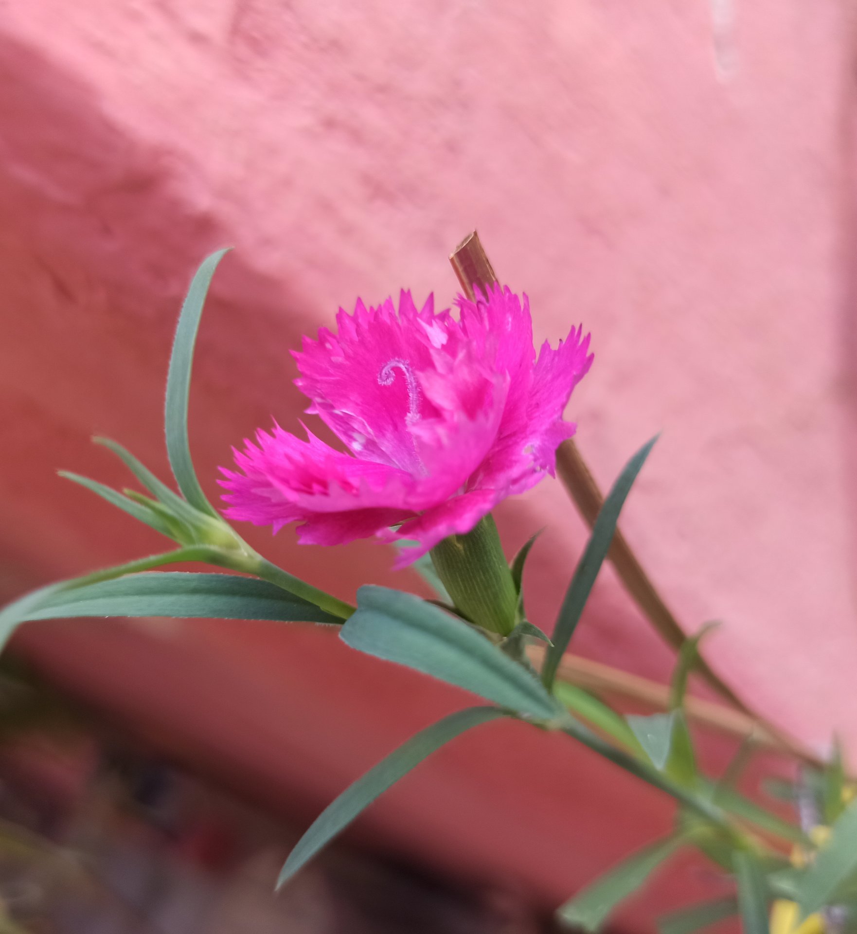 My entry Ladies of Hive Community Contest  #277 Edition (ENG - ESP)