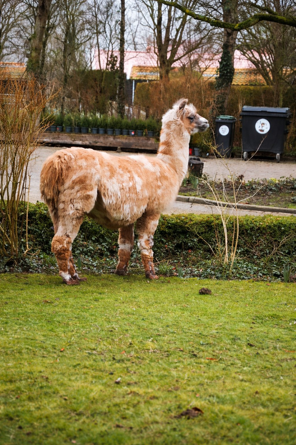 PL/EN Puk puk!Kto tam?-Knock knock! Who's there? 