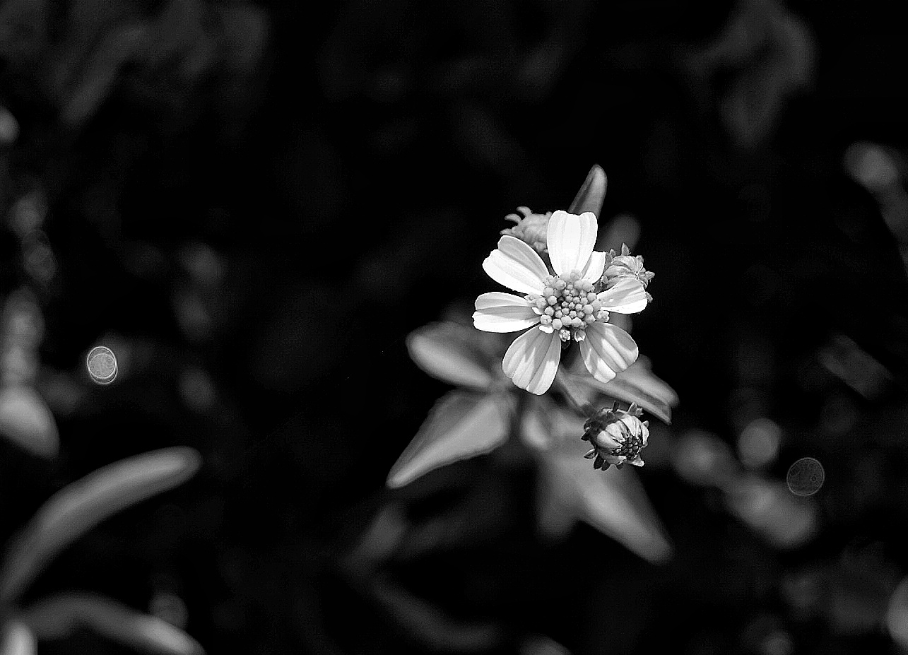 MONOMAD: ‎Pequeñas nimiedades/Small trifles/  ‎