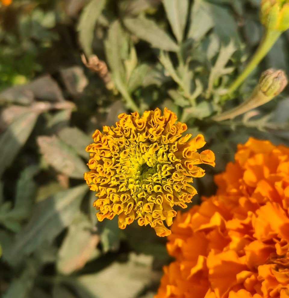 Marigolds: A Winter Story That Bloomed Late but Beautiful