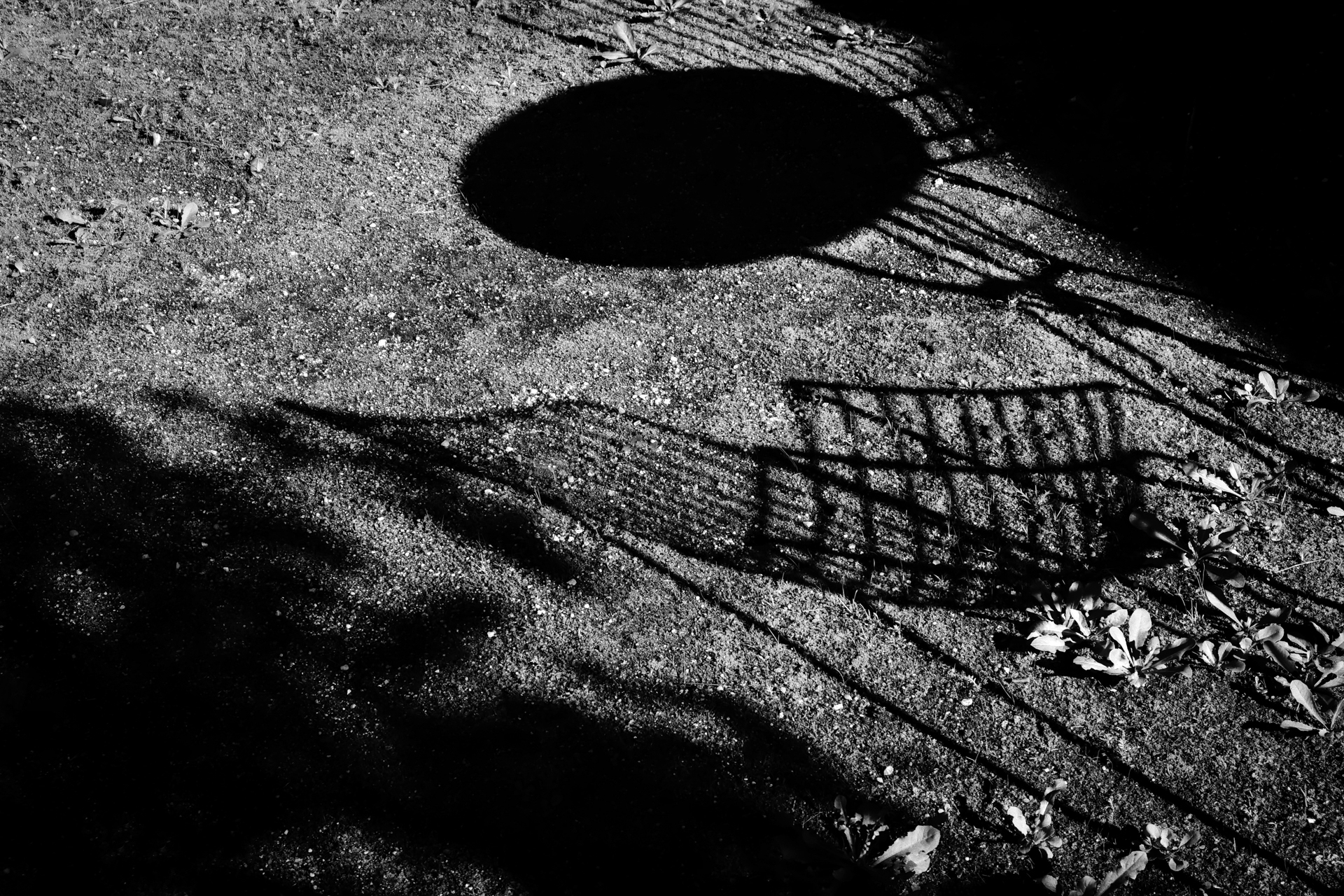 Ovally shaped shadows 📸 Contest ENTRY