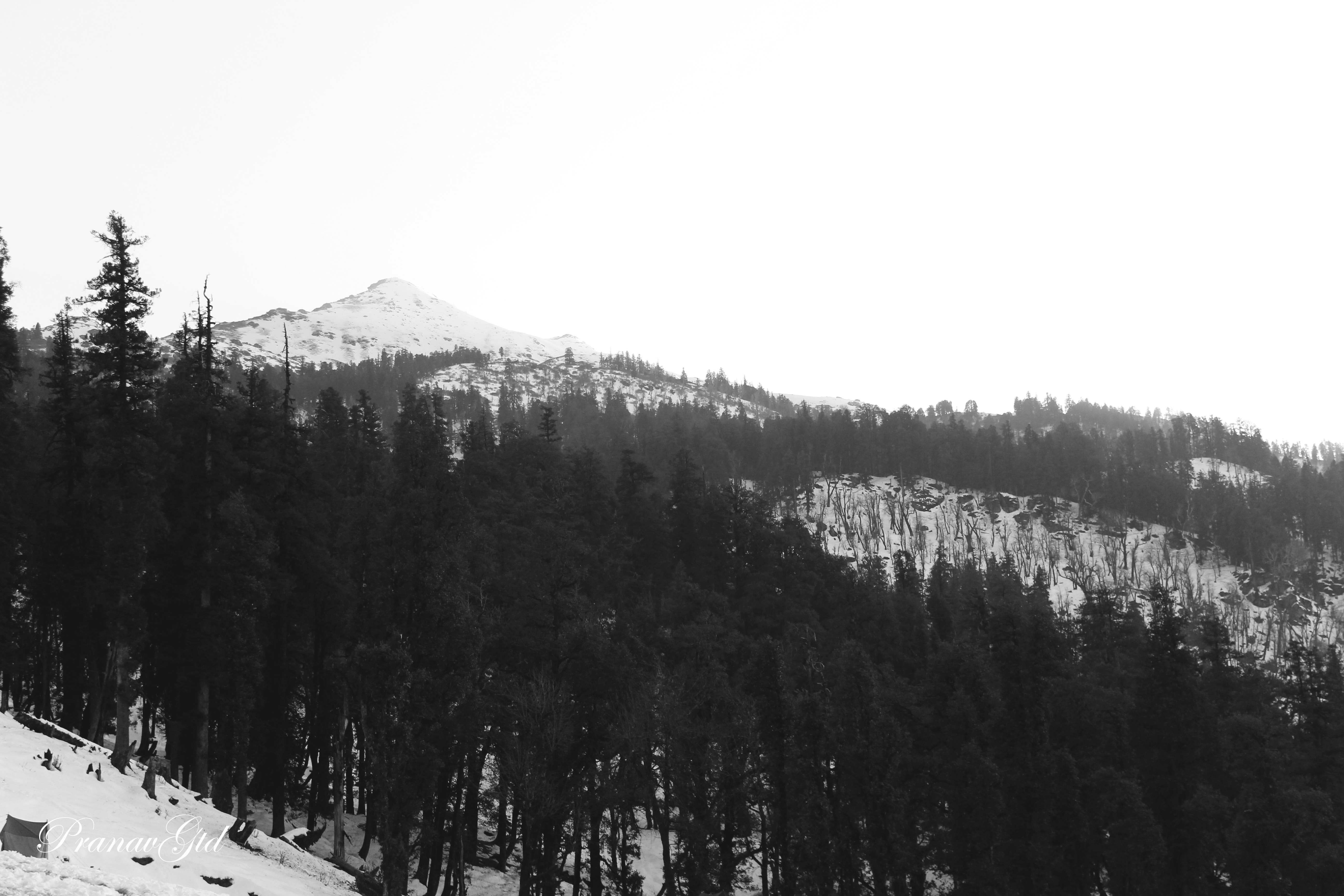 MONOMAD FRIDAY "TREES"