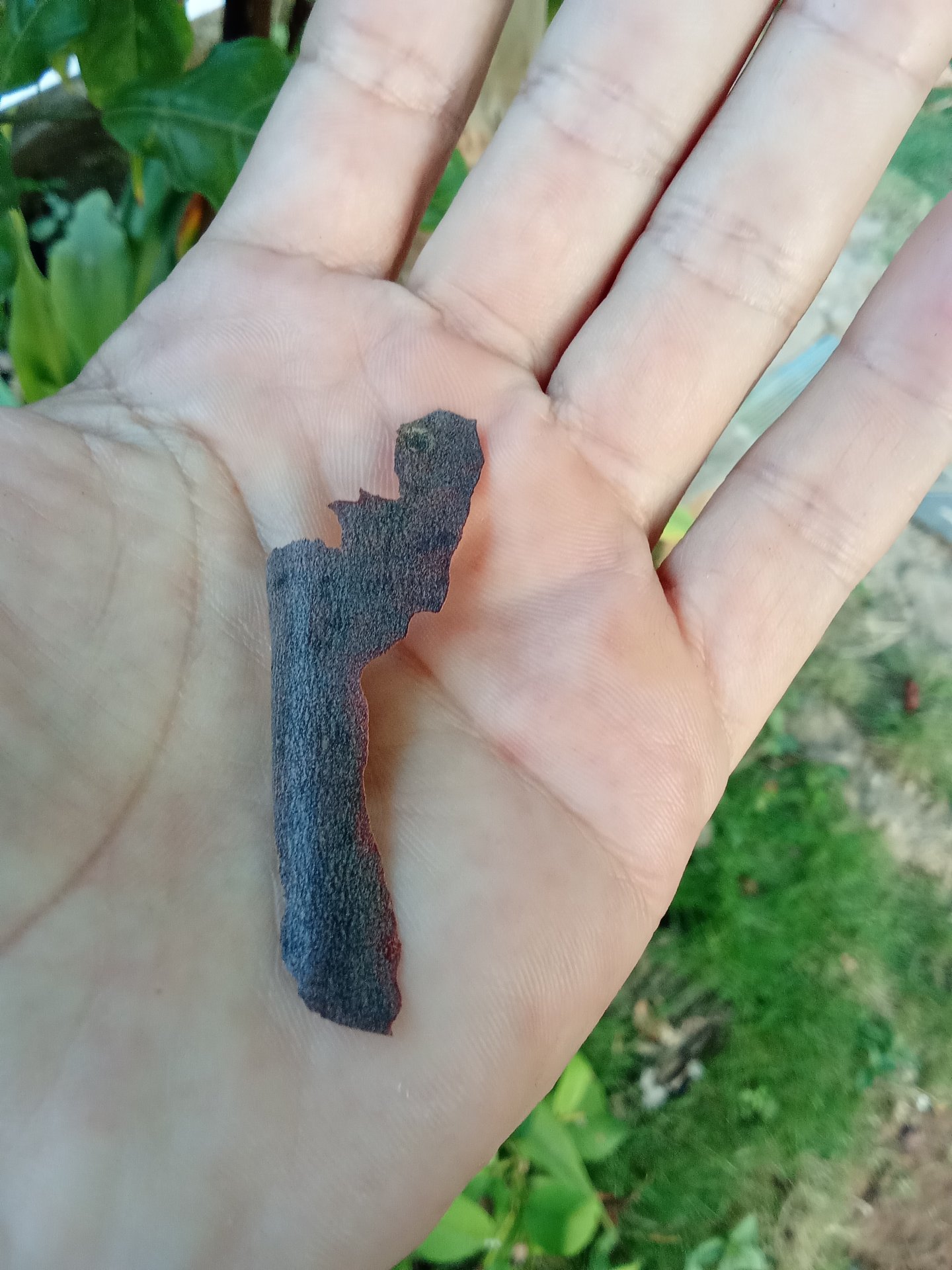 A guava plant with its first harvest, and at the same time, I have some questions that I hope you can help me understand