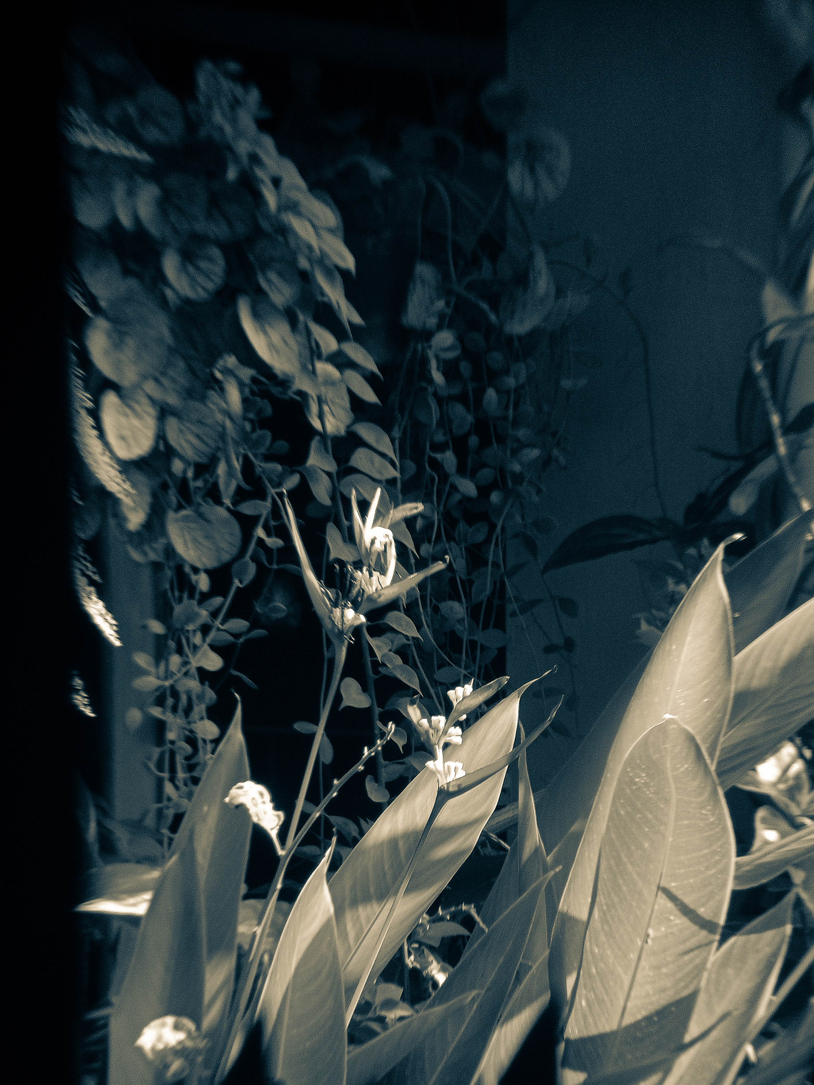 PhotoFeed Contest - Black & White Photography Round 148: Heliconia Flowers 