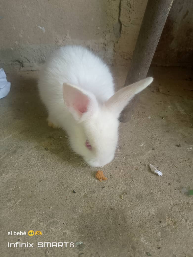 Phone Photography Contest Round -100 