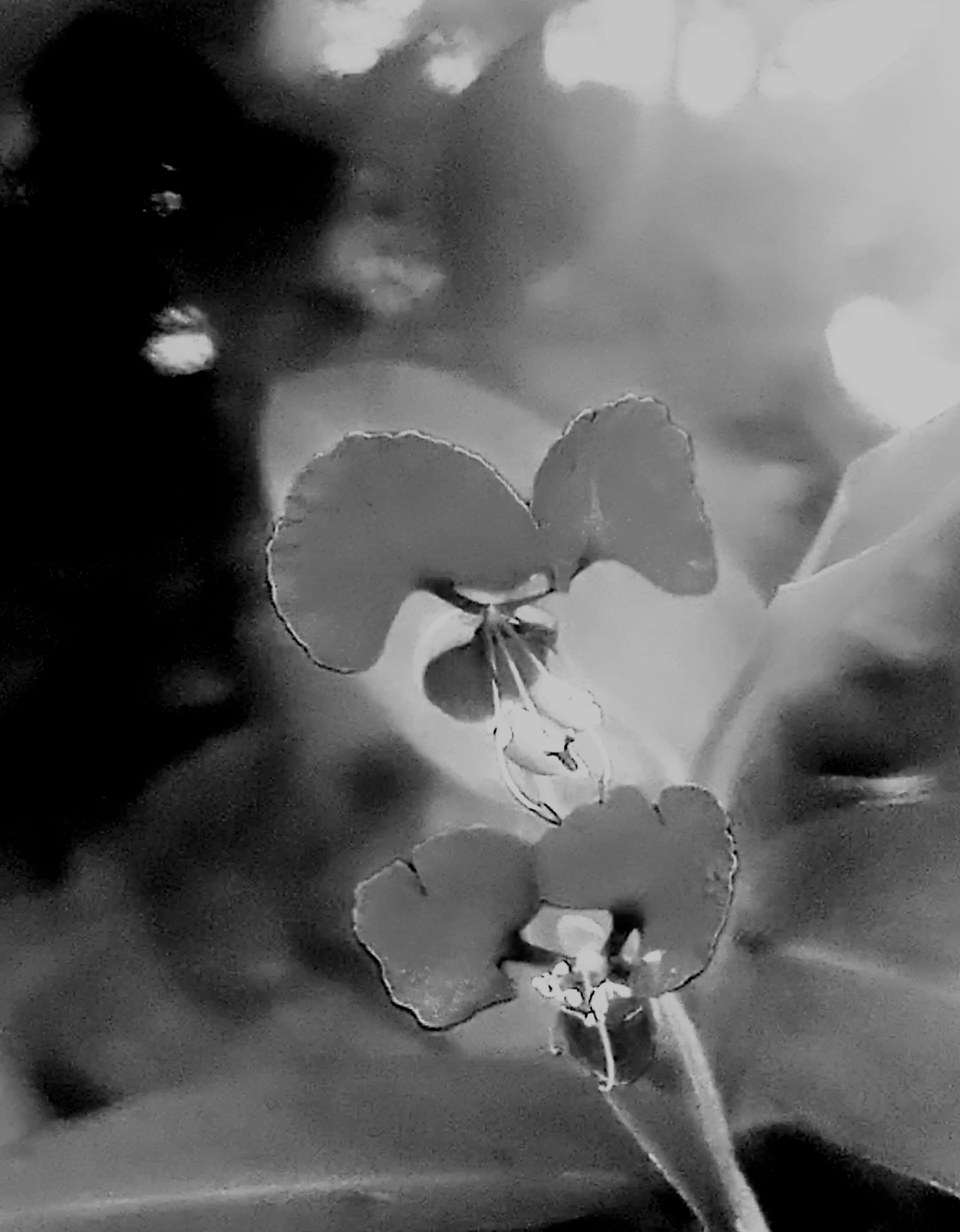 Monomad challenge: My love for flowers.