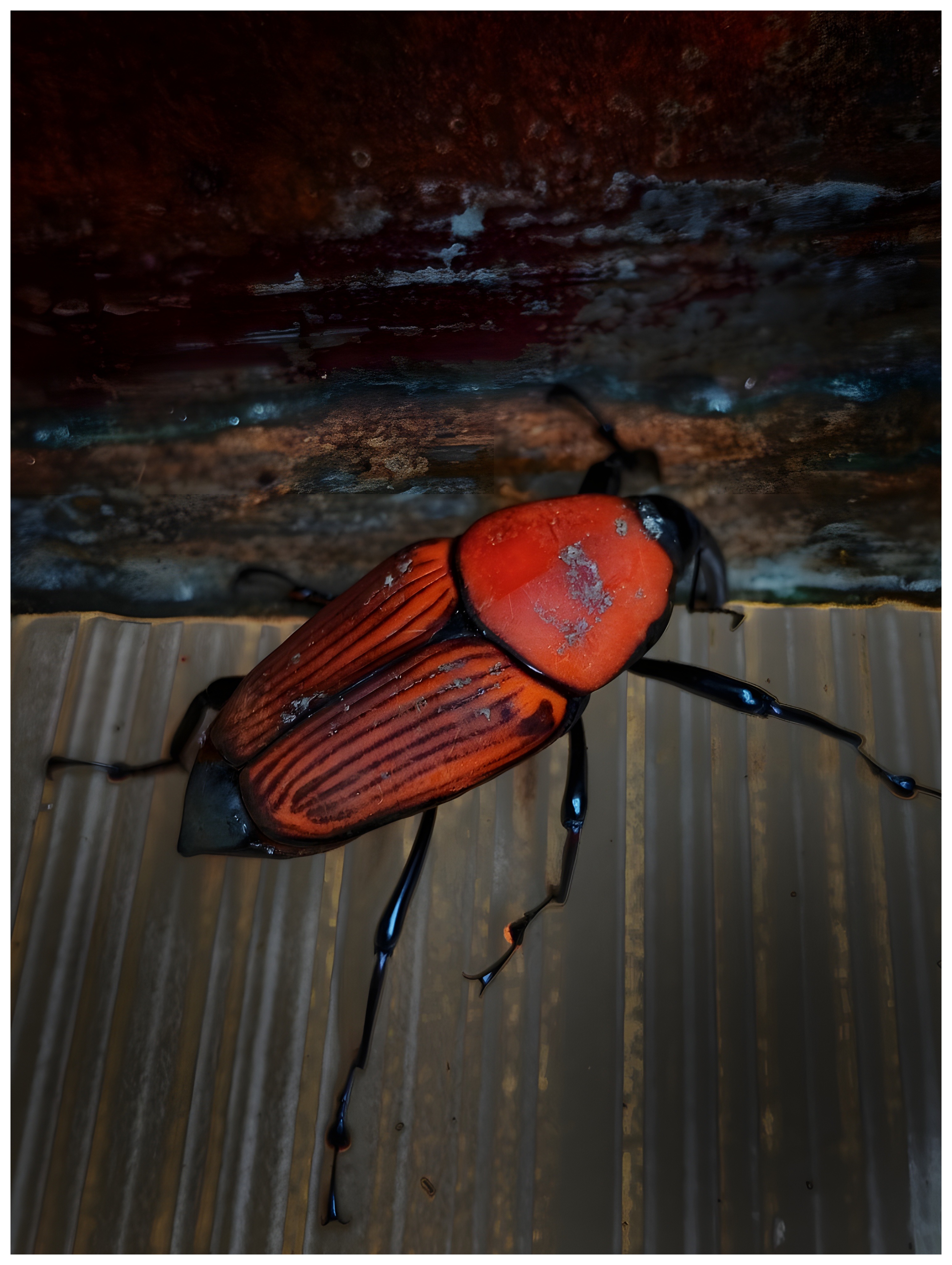 Types of Snout Weevils