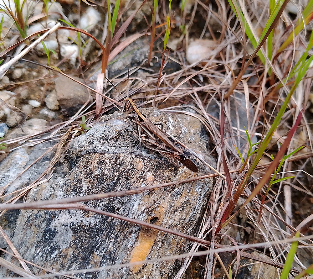 Saltamontes del género ‘Rhammatocerus’.