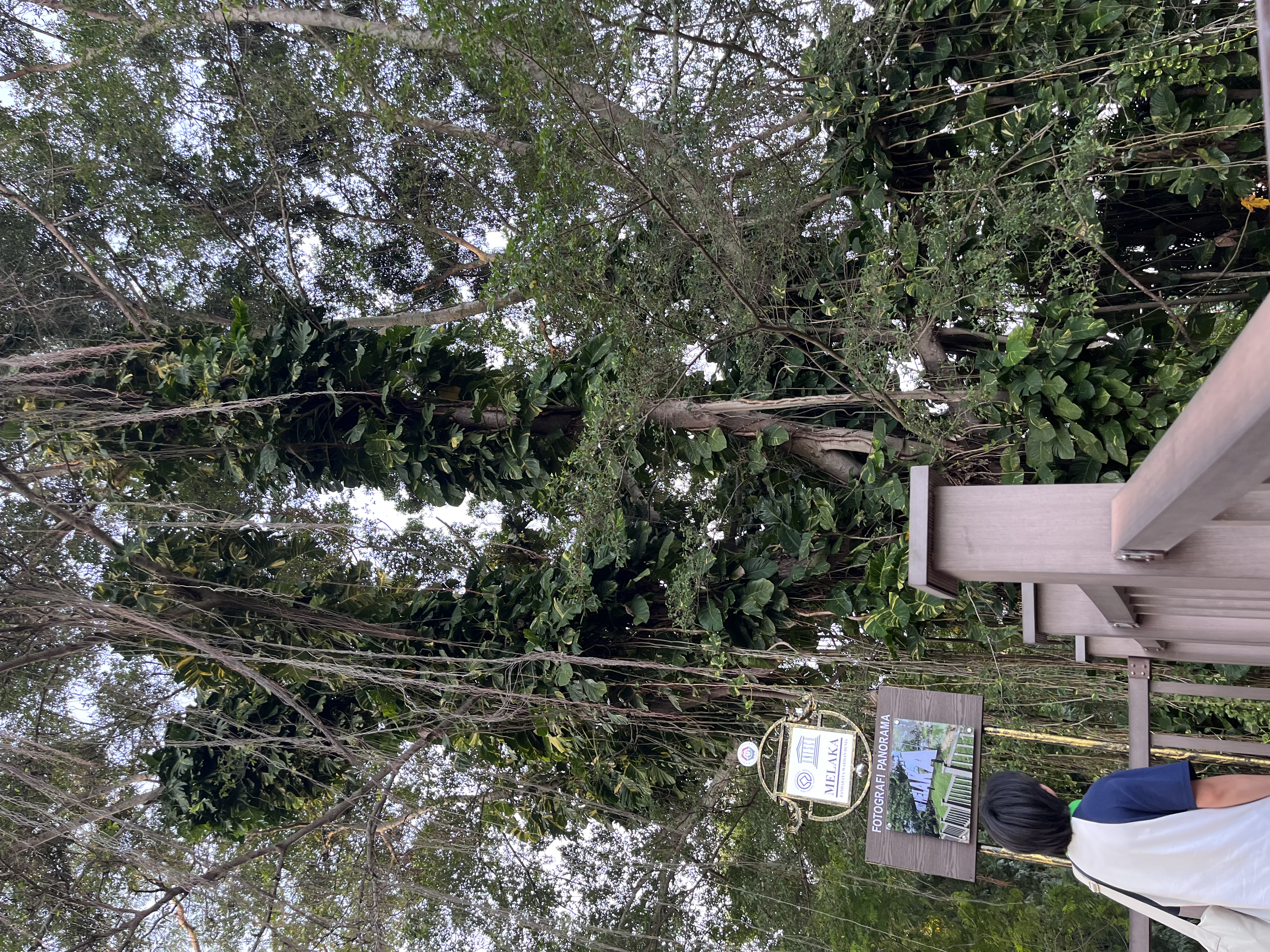 马来西亚之旅—看看一共花了多少钱