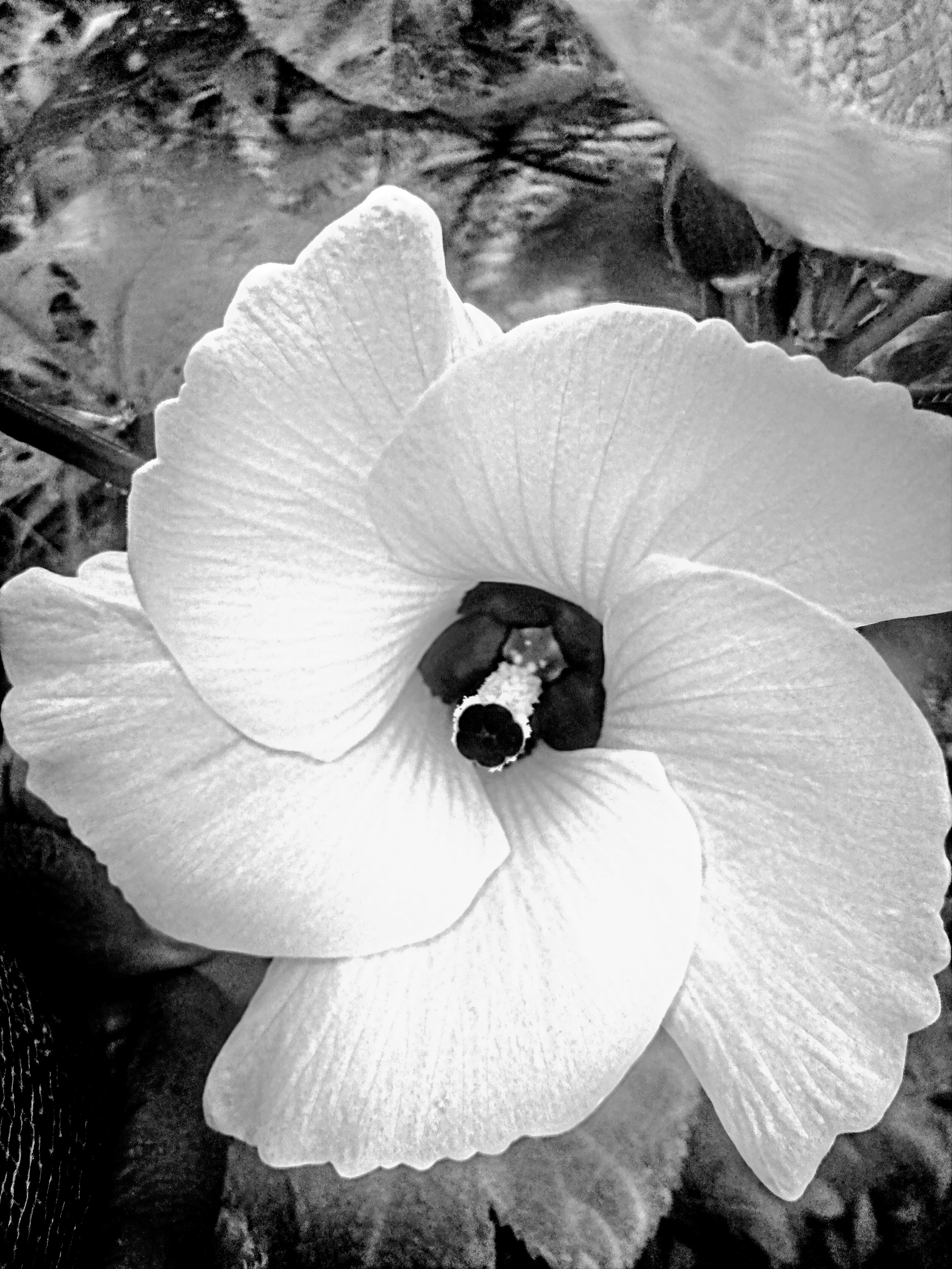 Monomad challenge: My love for flowers.