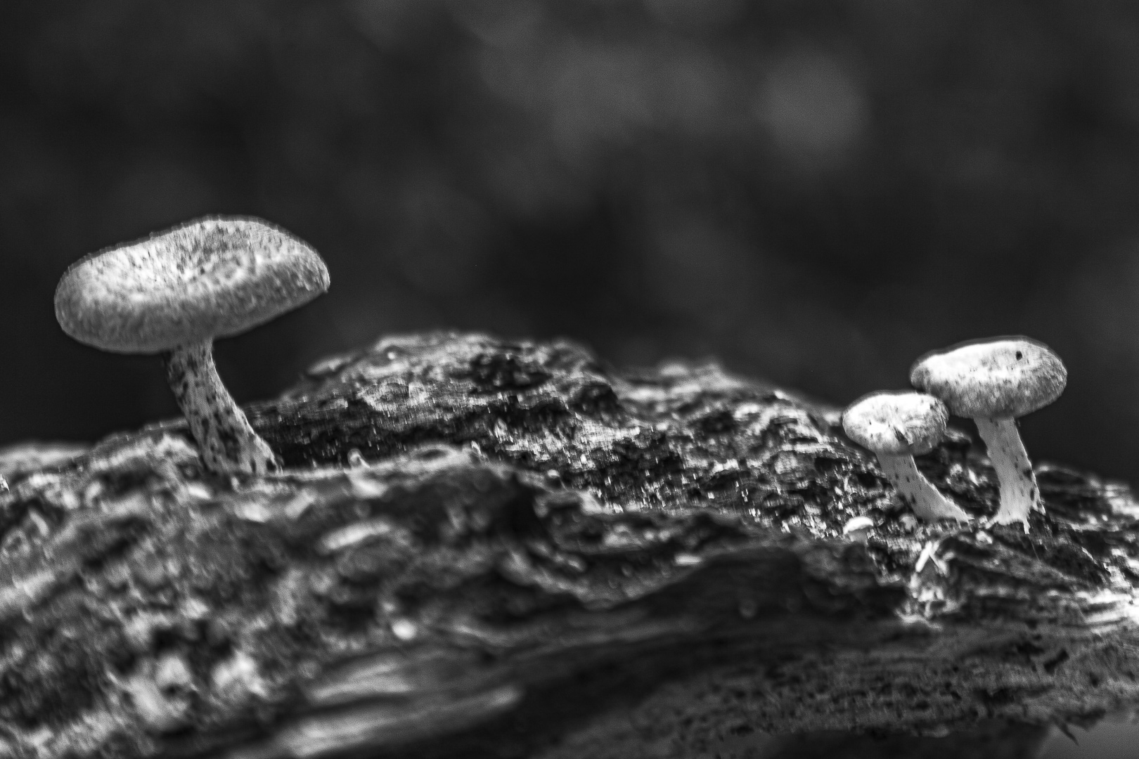 Mushrooms / Monomad Challenge [Eng/Esp]