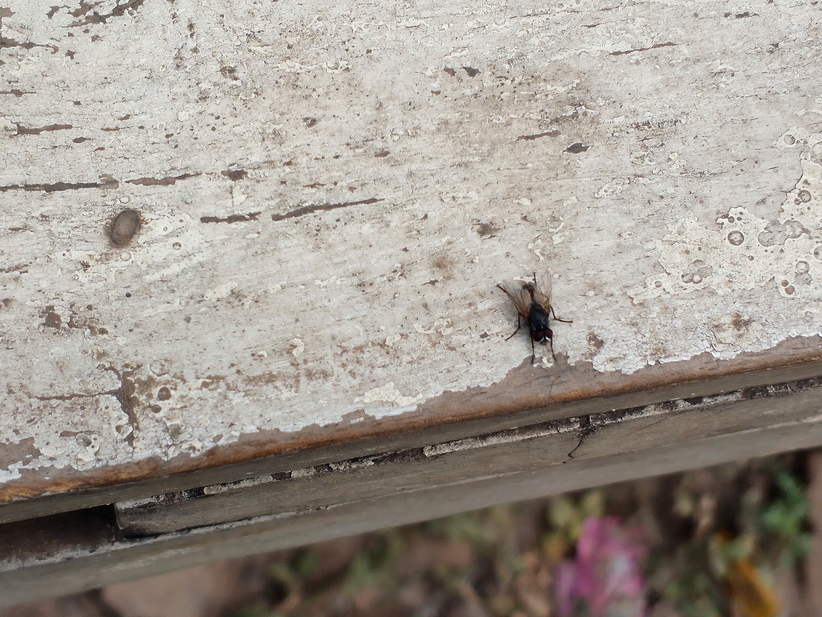 House Fly - PhotoFeed Contest - Macro Photography Round 161