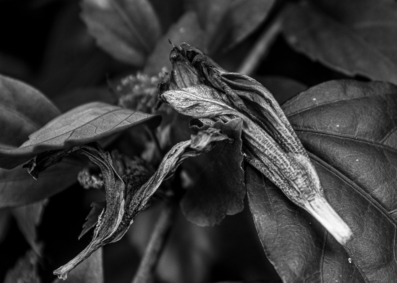 The hummingbird / Monomad Challenge [Eng/Esp]