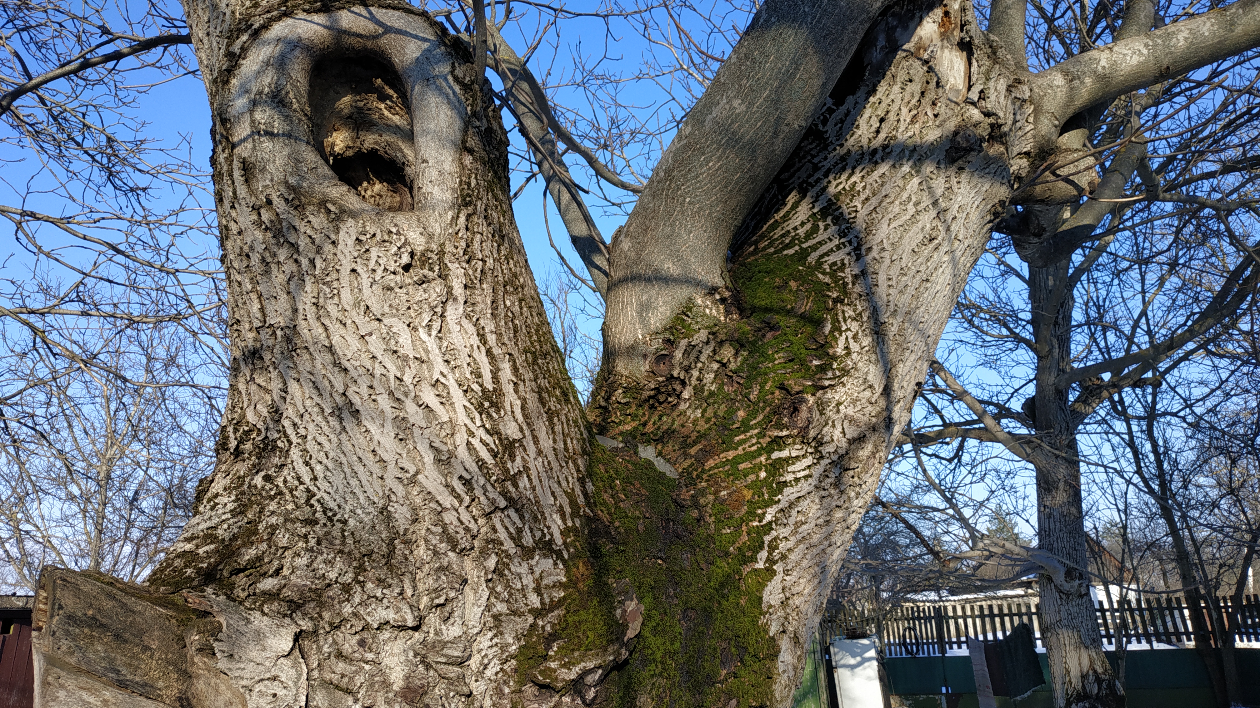 Горіхове дупло для білок