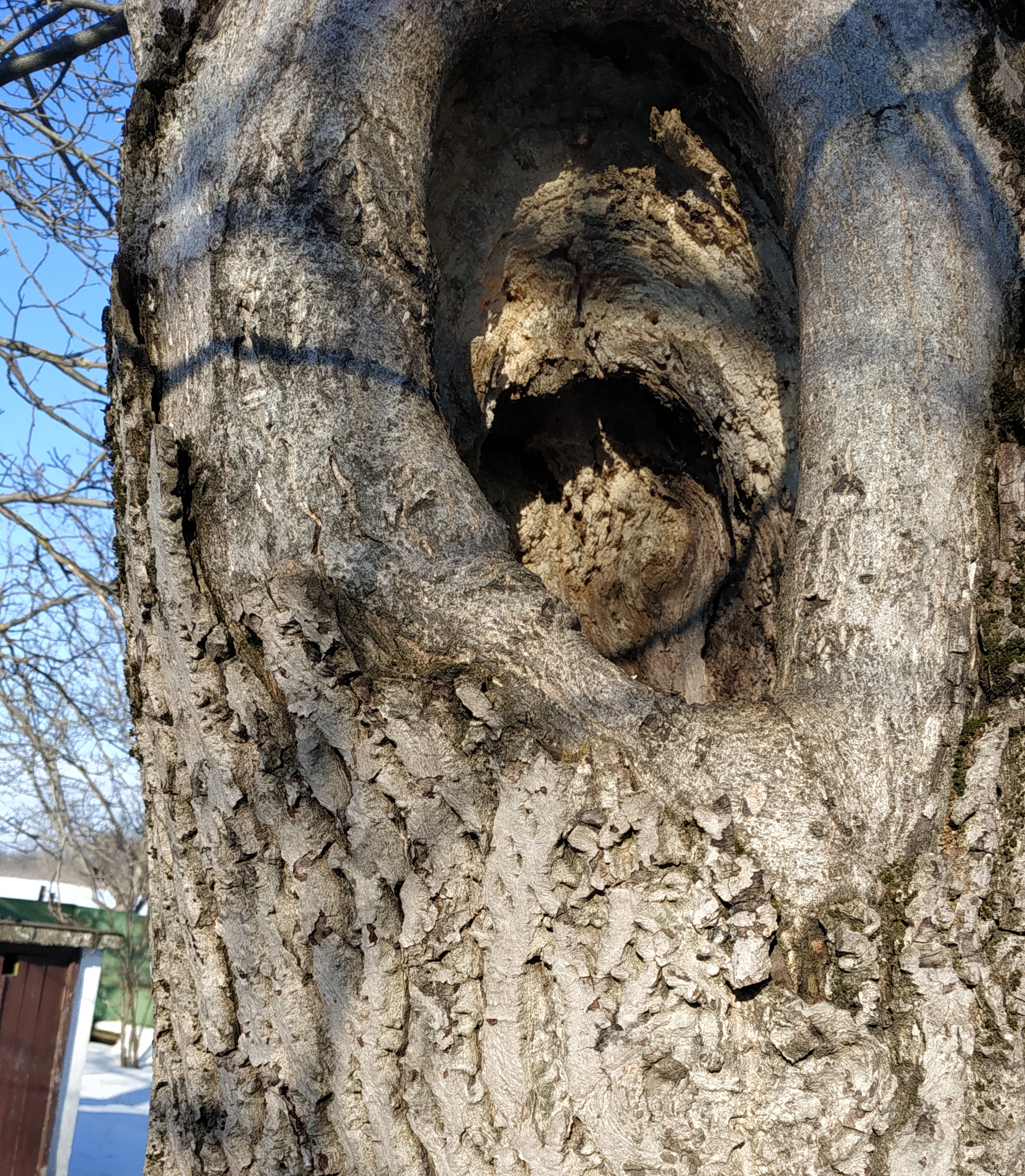 Горіхове дупло для білок