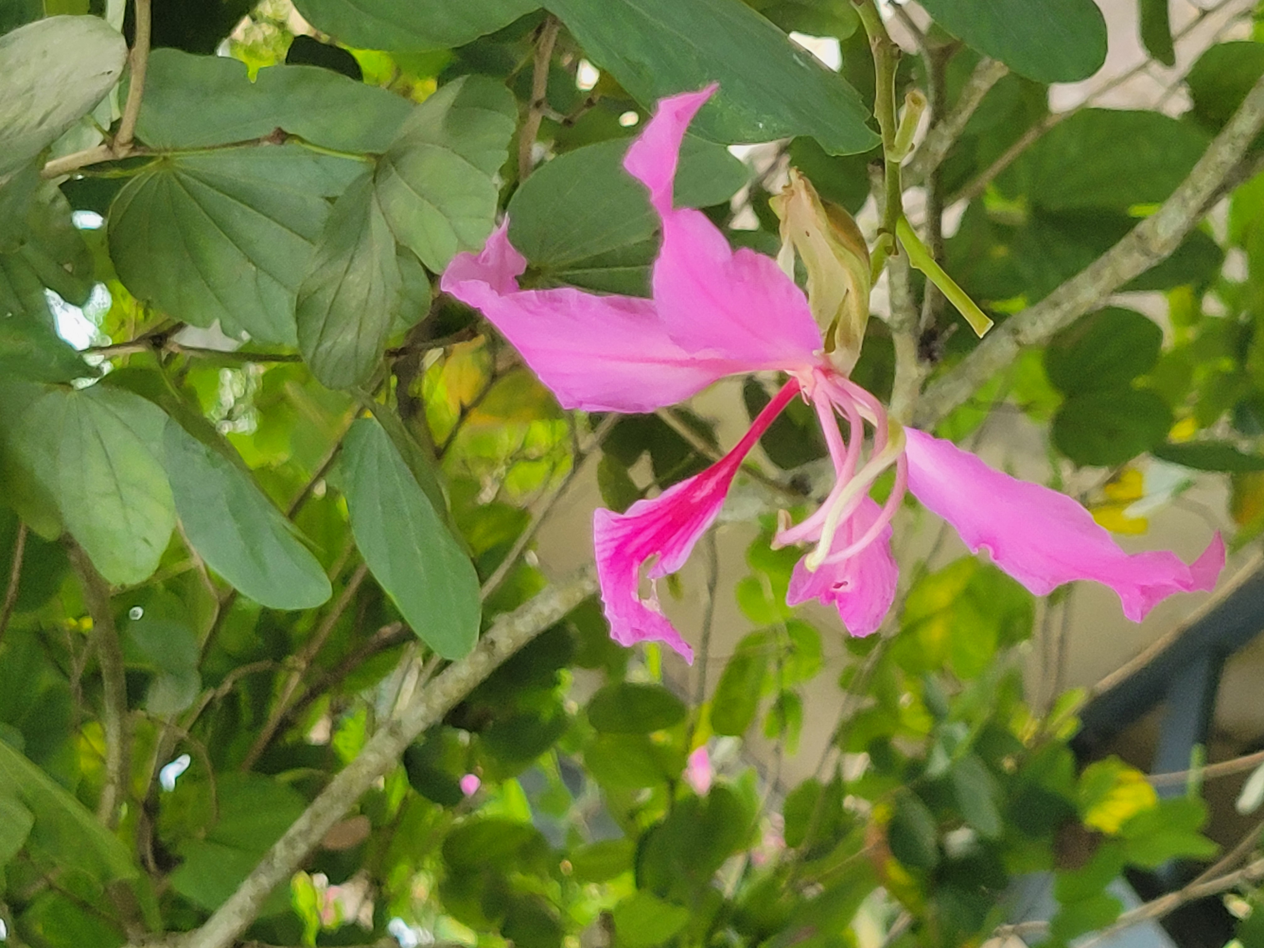Facts about Bauhinia x blakeana(Hong Kong orchid tree)