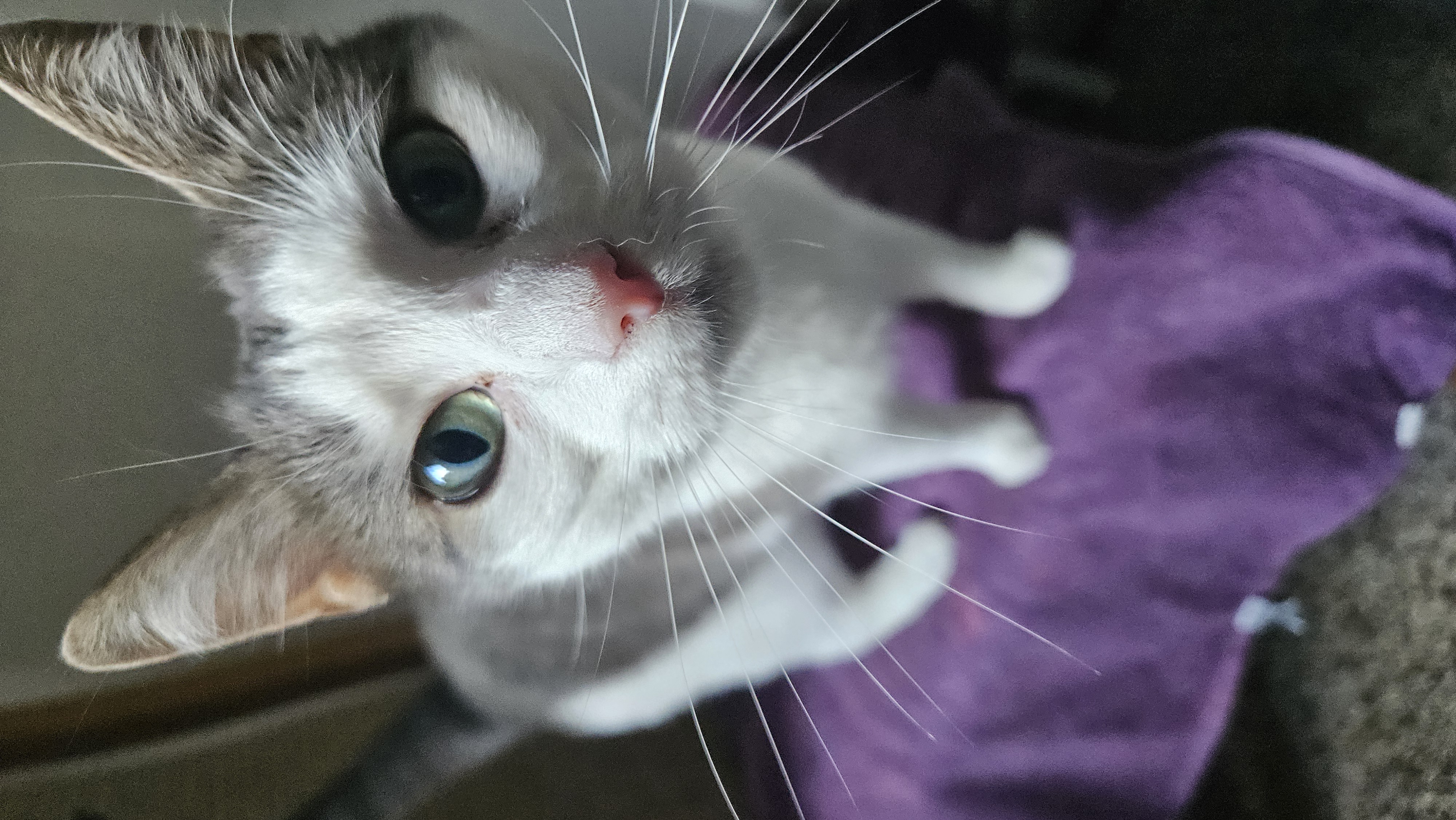 Story Time: Pommes the Claw 🐾, Edje in Hospital 🚐 & My Sunday "Marathon" 🪣