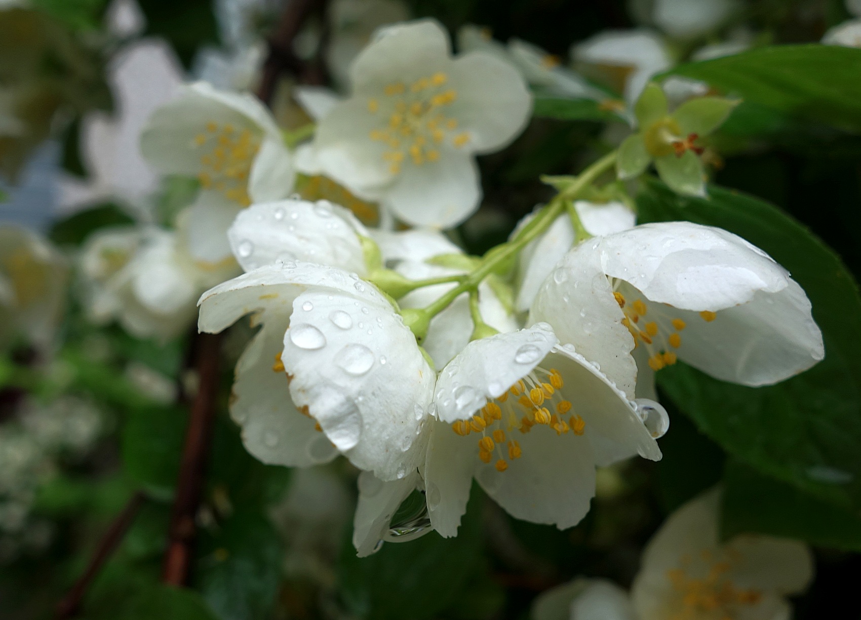 PhotoFeed Contest - Macro Photography Round 147. Чубушник под дождём - Mock orange in the rain