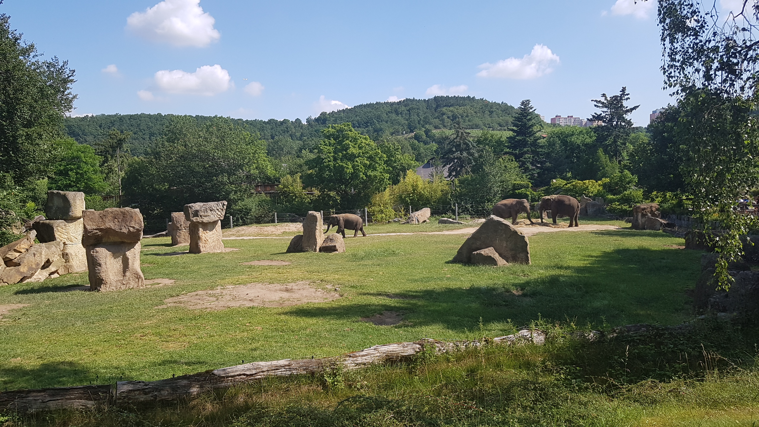 Animals in the ZOO, Elephants I