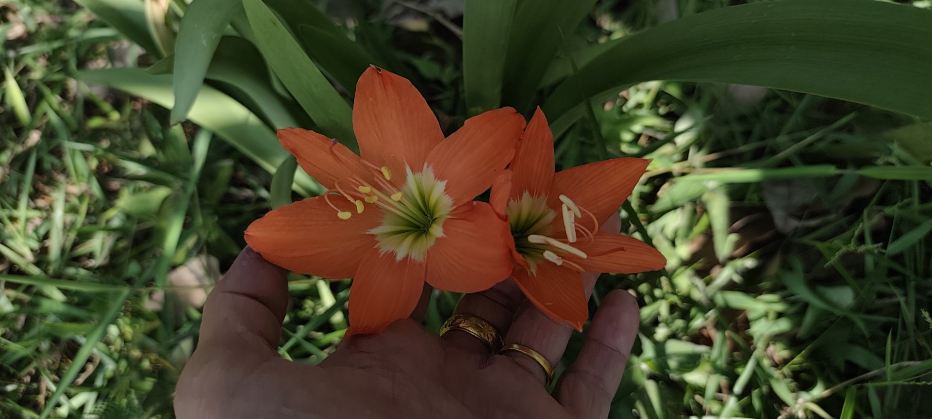  ☀️ Mission to Conquer the Weeds at Anatta Garden: When the Gardener Almost Became Fertilizer 🙏🏻