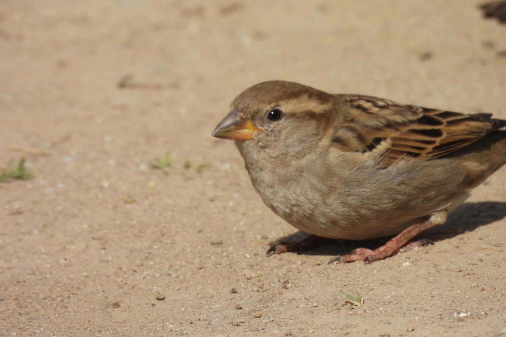 Feathered Friends - Show Me A Photo Contest Round 261