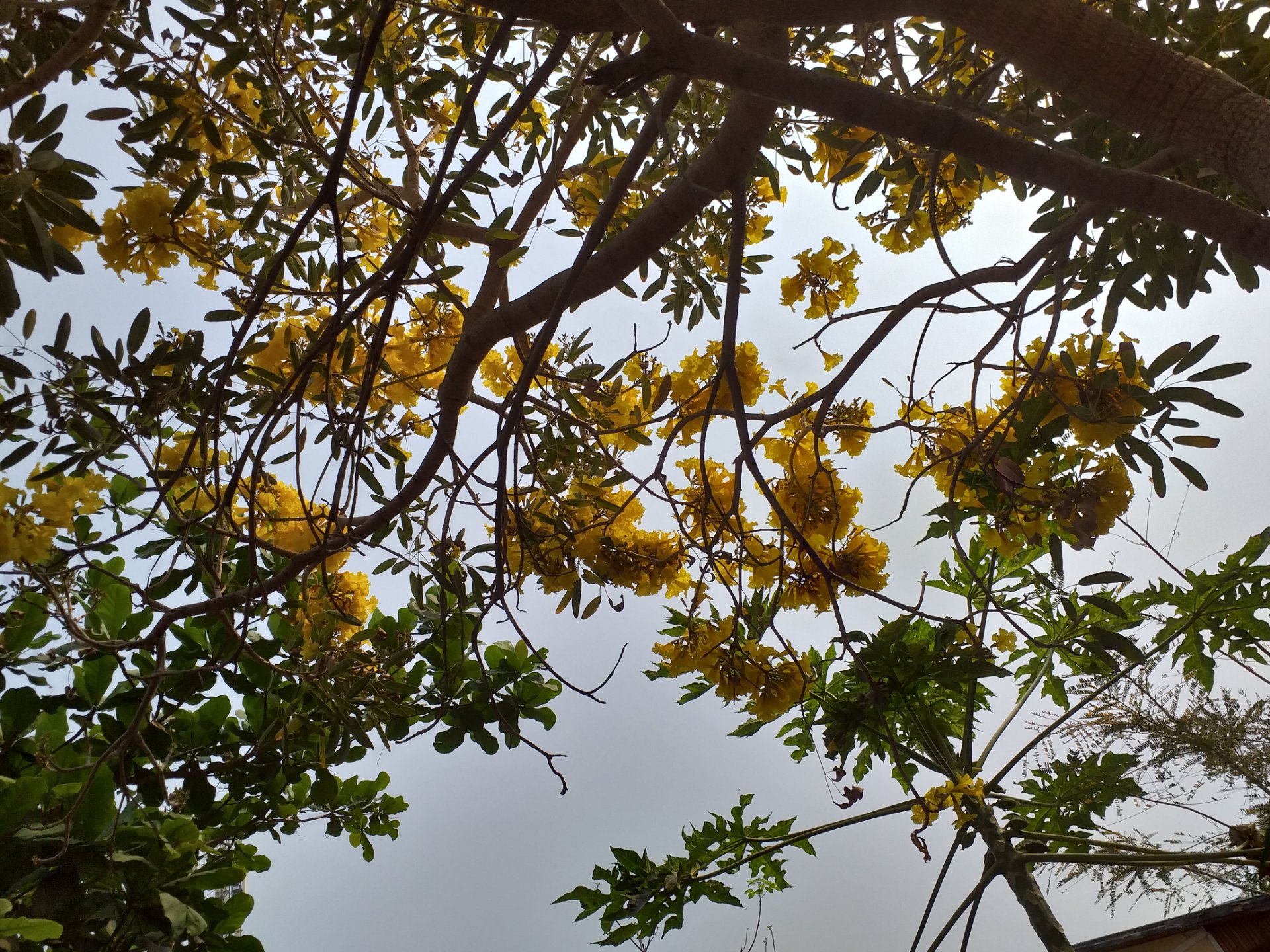 ဝါသောနွေ၏ သရက်ကင်းလေးများ