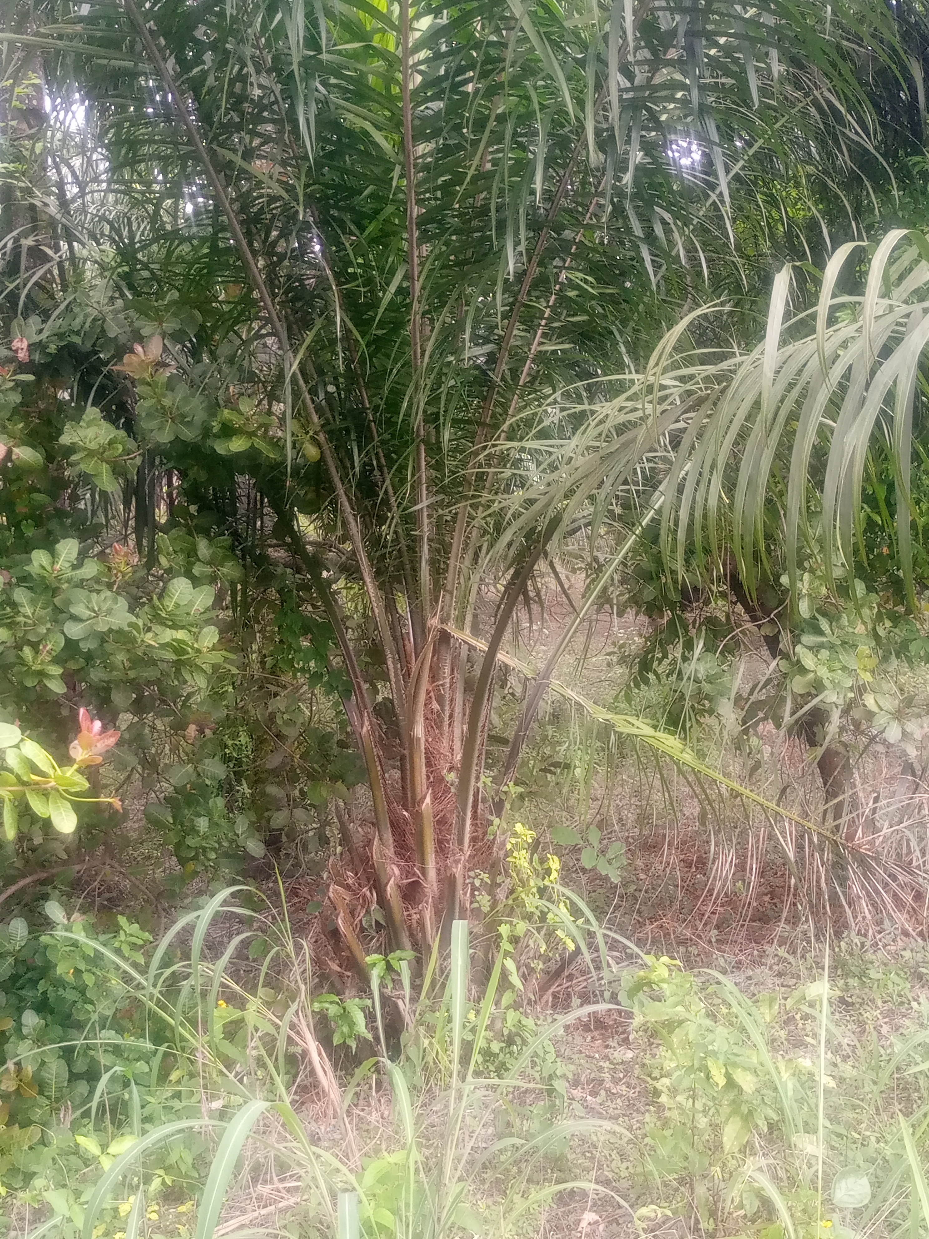 Palm Benefits, Planting, And Care (ENG-ESP) Beneficios, plantación y cuidados de las palmeras 