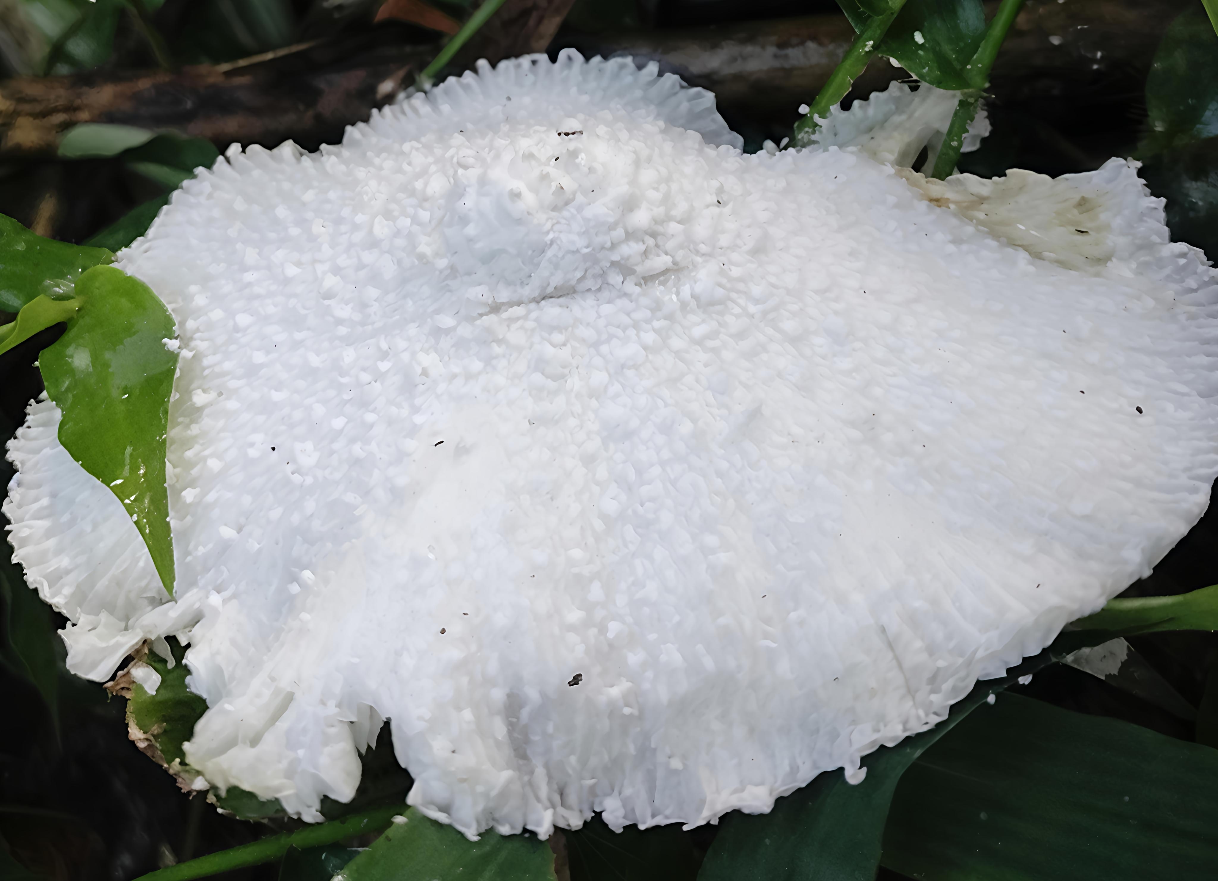 various beautiful mushrooms in the rumbia valley