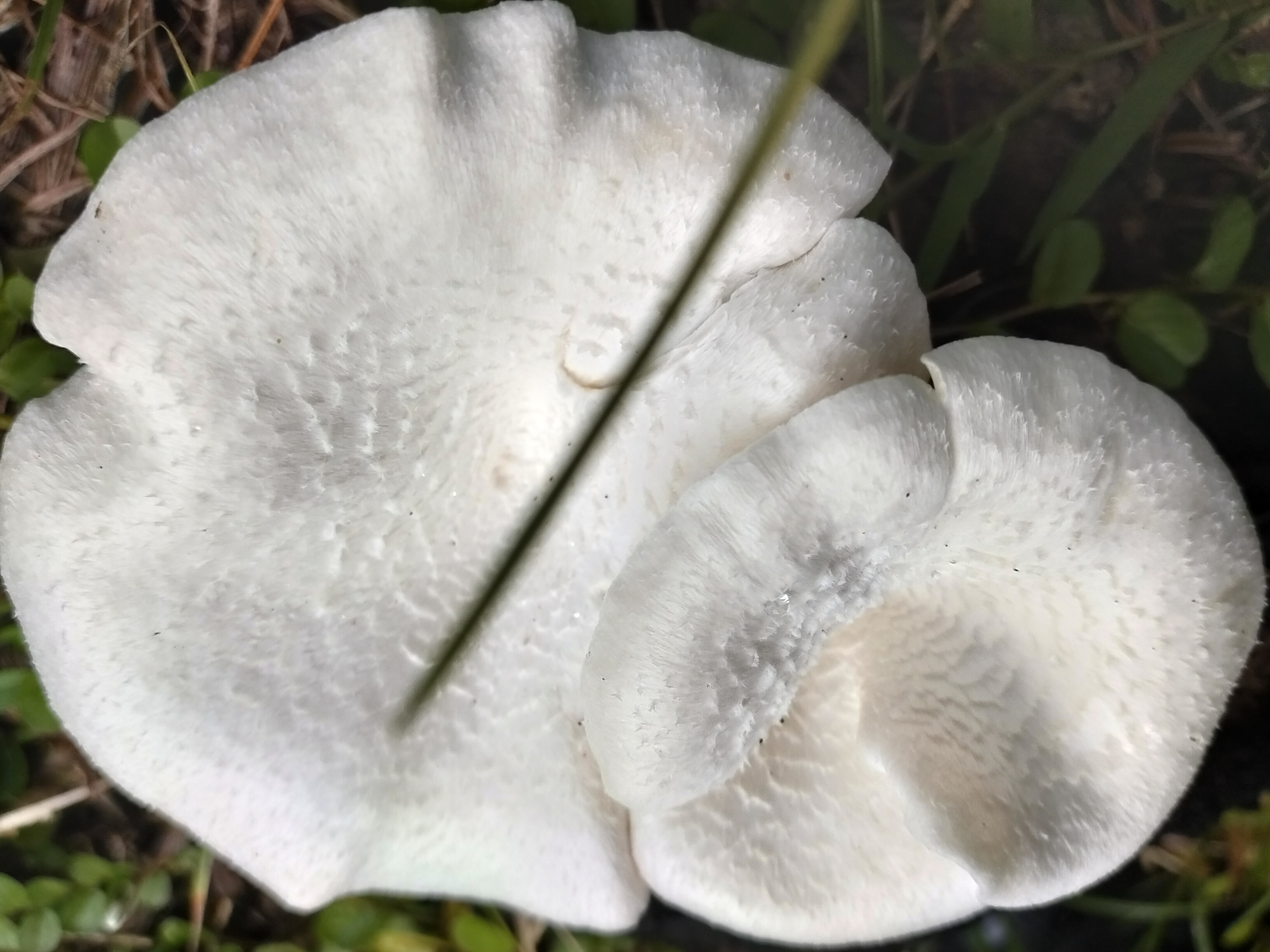 mushrooms growing on the roots of burnt trees