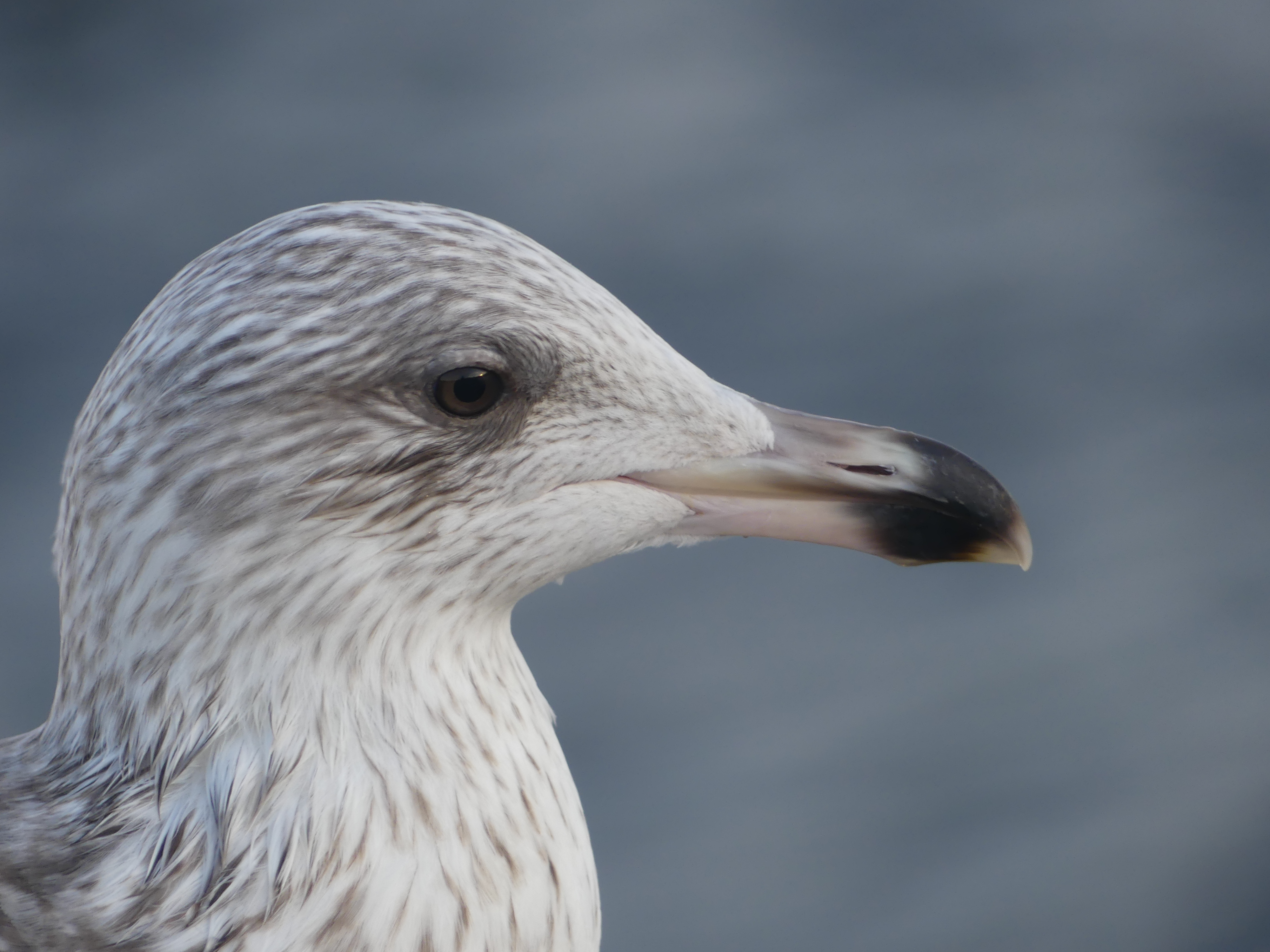 entry smap 260: immature herring gulls