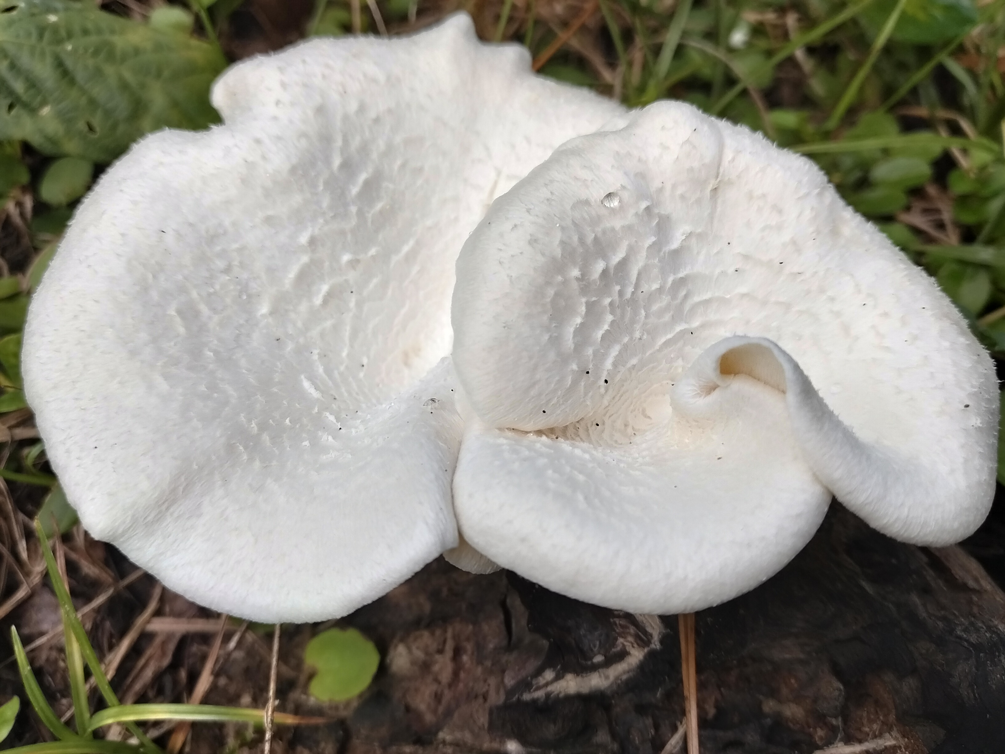 mushrooms growing on the roots of burnt trees