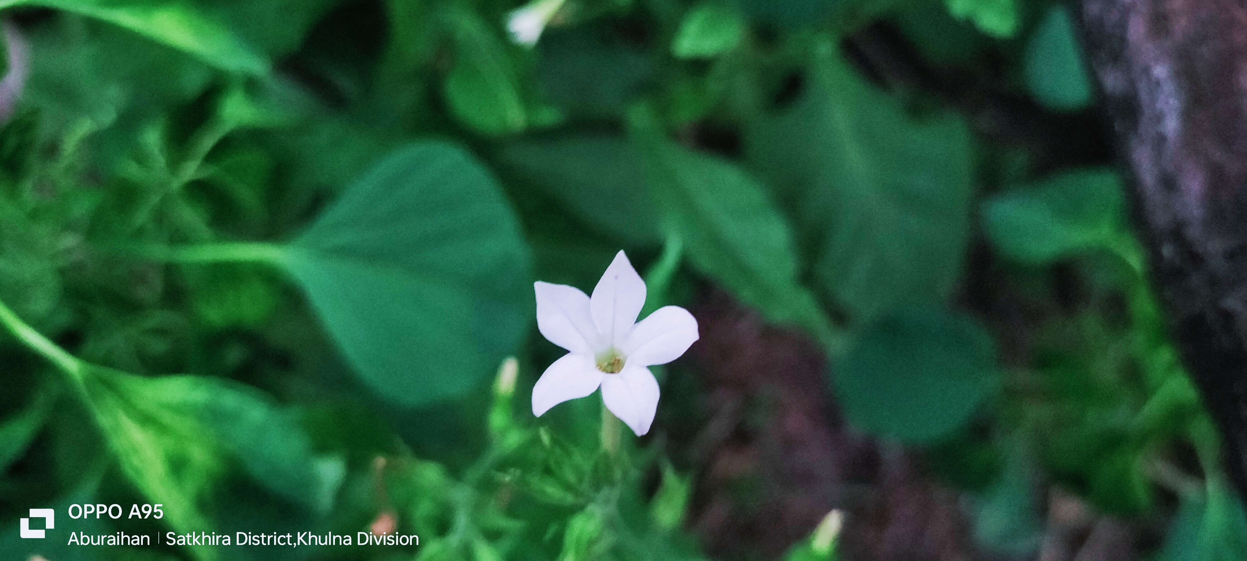 i-shared-with-you-a-very-beautiful-small-flower-photography-blurt