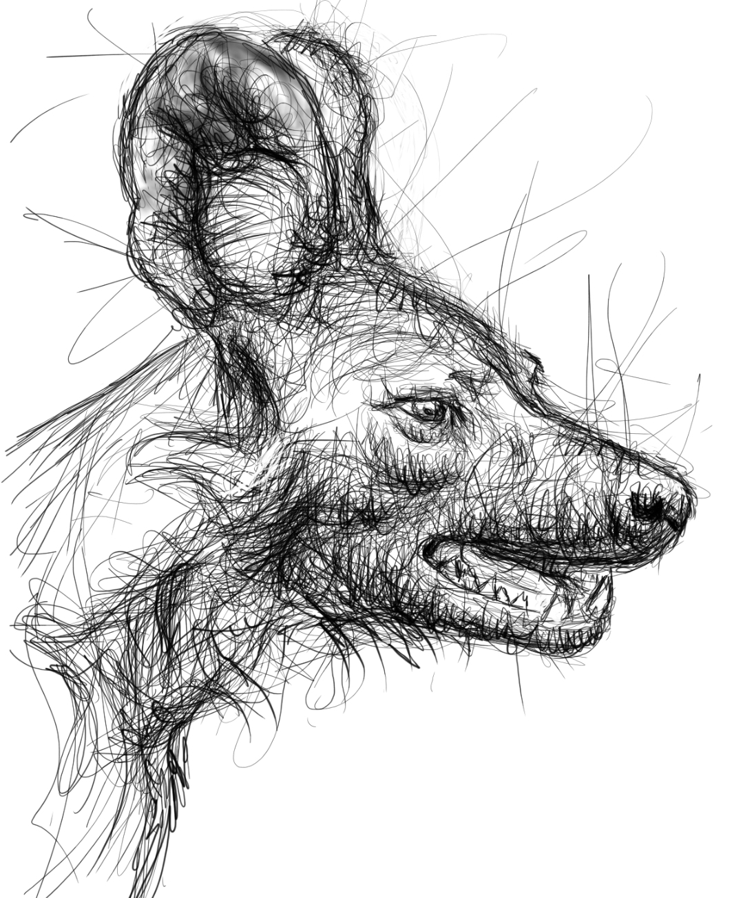 Wild Dog - Digital Drawing 