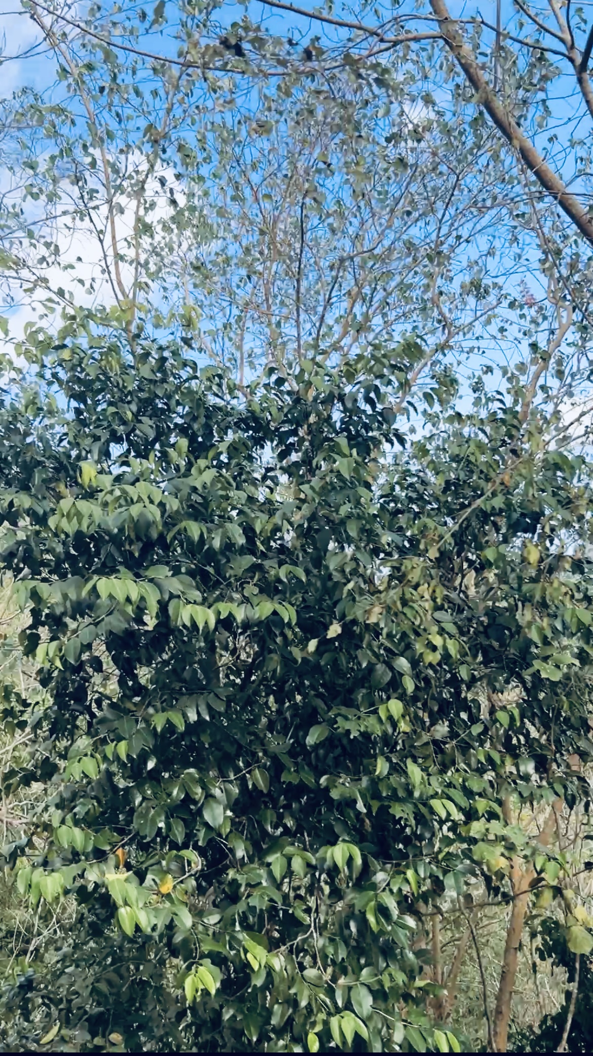 Travel: Lobo, Batangas City