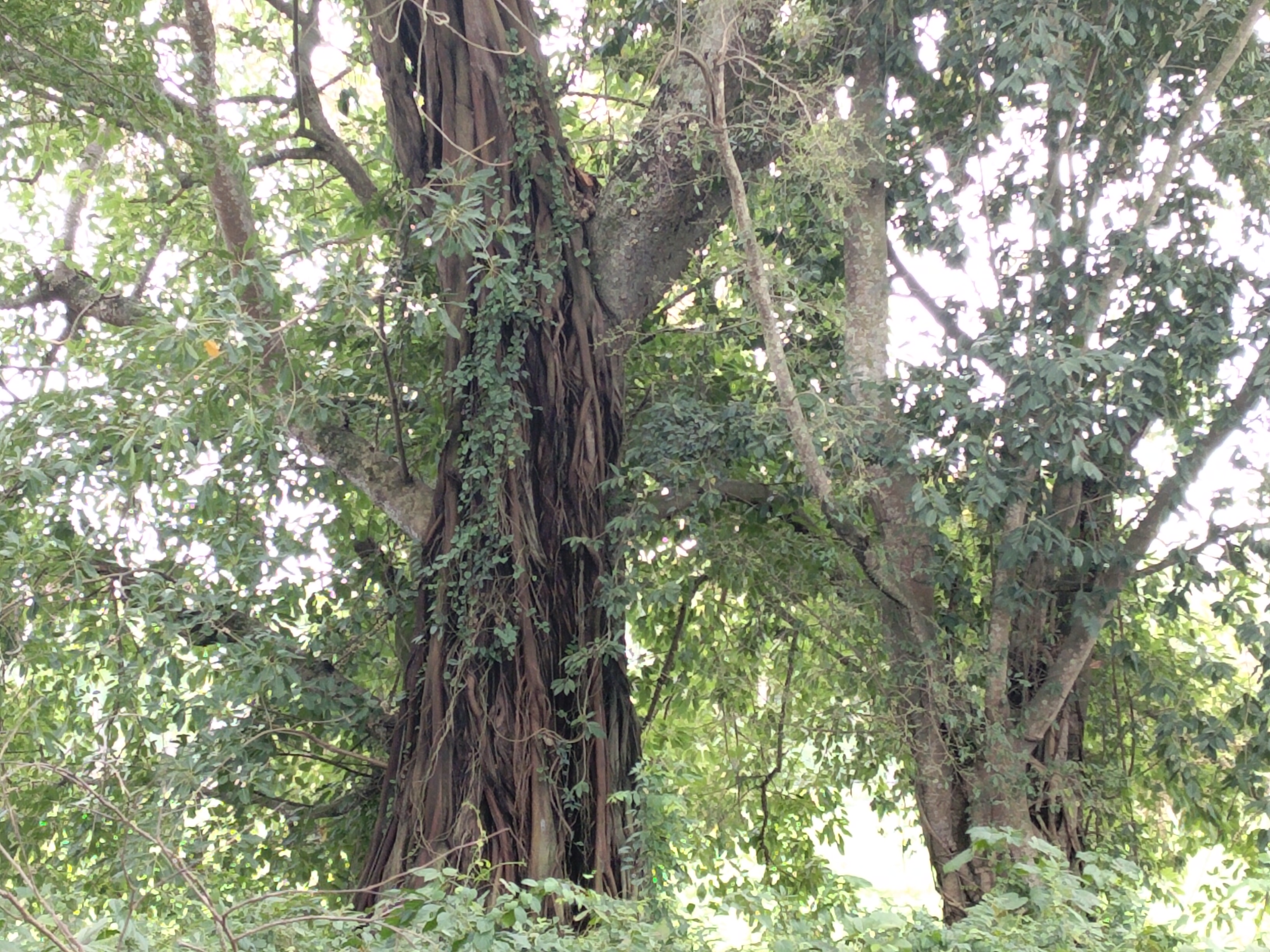 civilized ghost tree