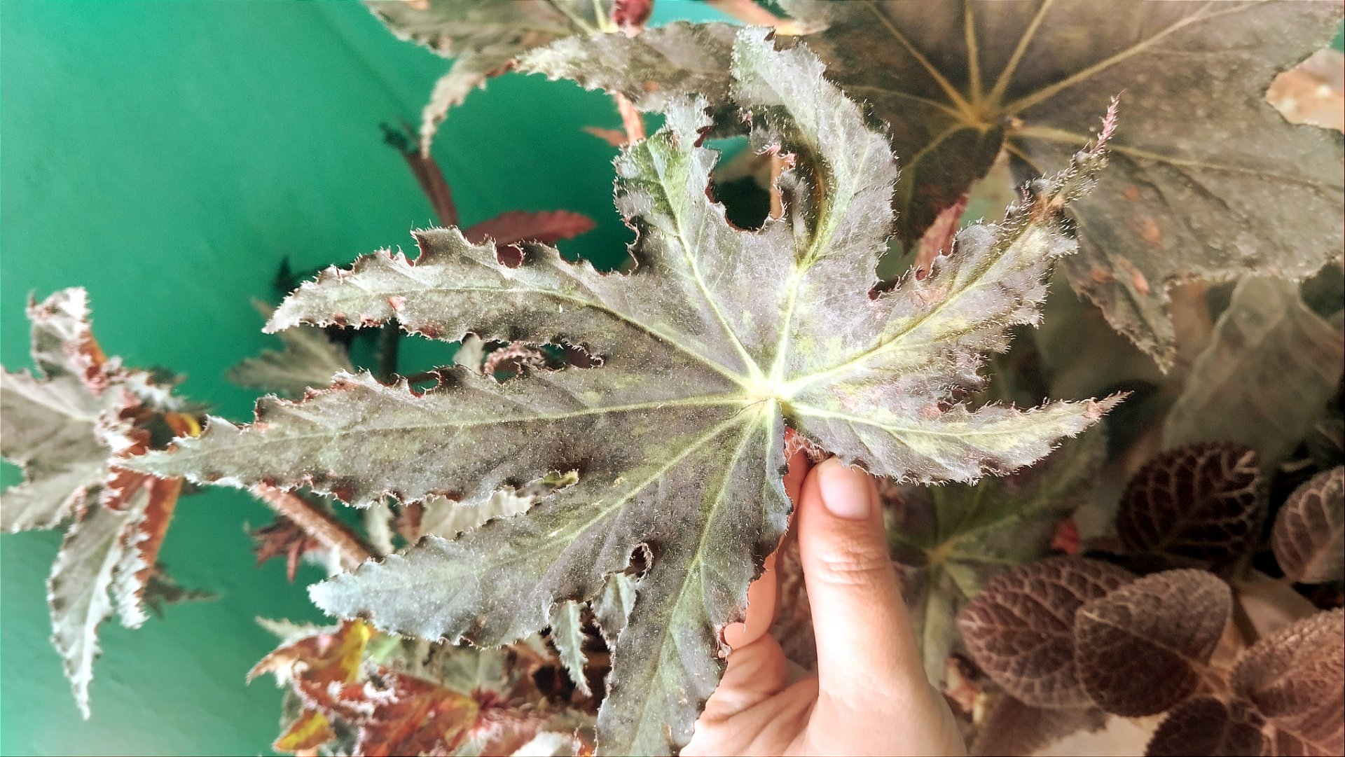 A wonder on the balcony [Eng/Esp]